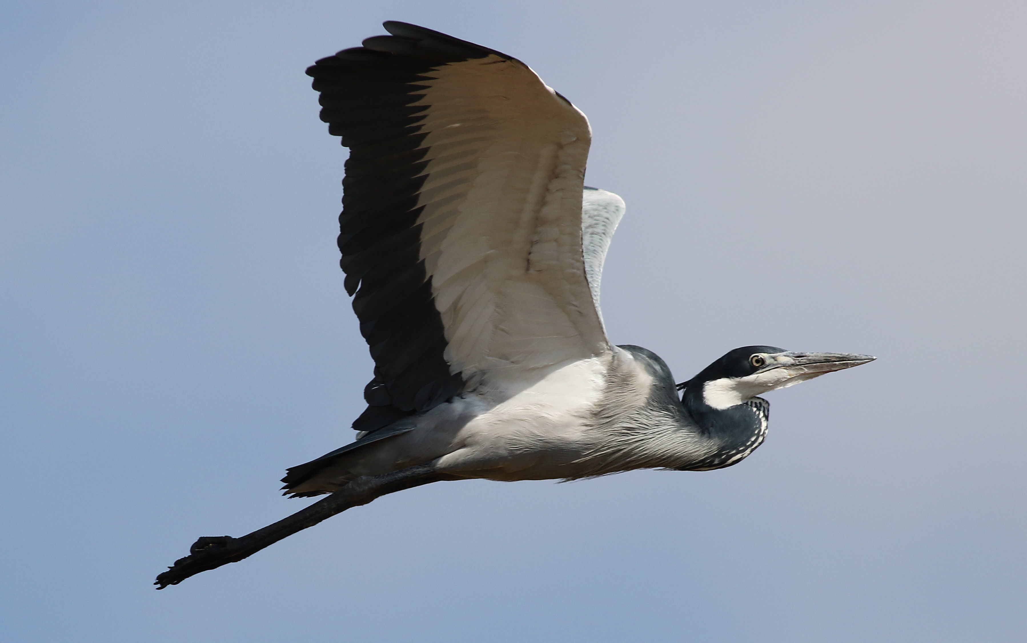 The Blackheaded Heron as ⁢a ⁢Keystone Species in Masai Mara's Ecosystem