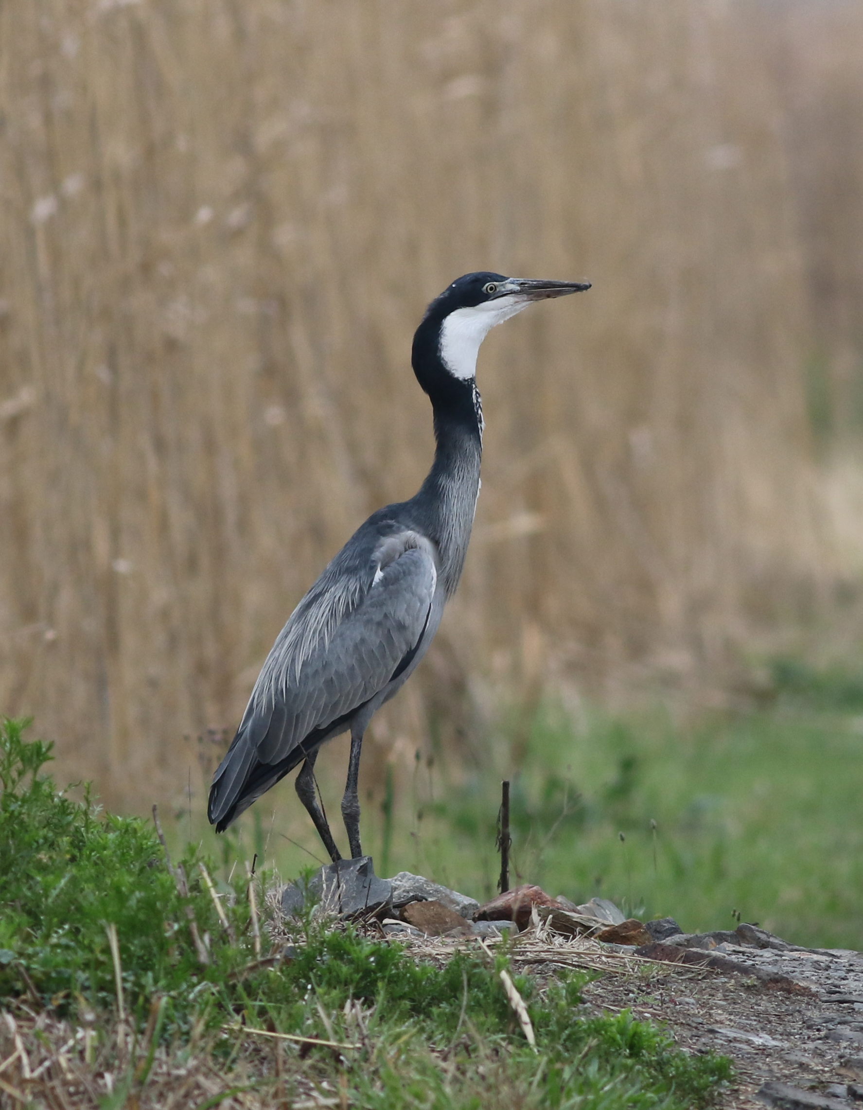 Overview of the Blackheaded Heron's Elegant Presence in Masai Mara