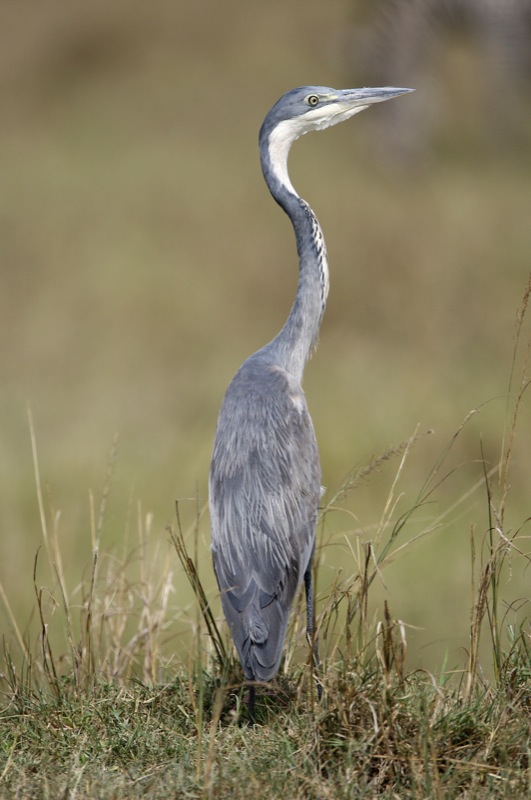 Serene Beauty: Exploring the ‌Blackheaded Heron‍ in ⁤Masai Mara's Waters