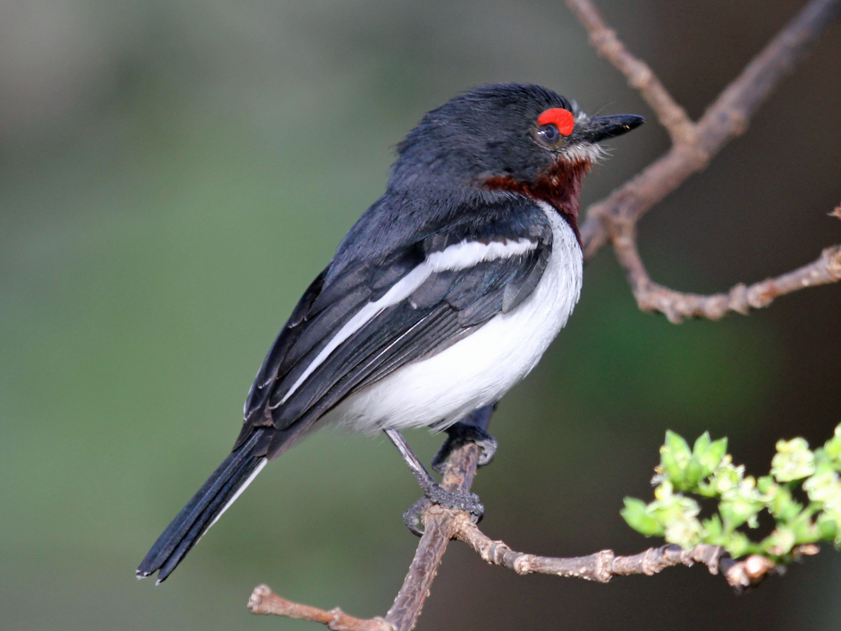 Conservation⁢ Efforts for the Blackthroated Wattleeye in Masai Mara