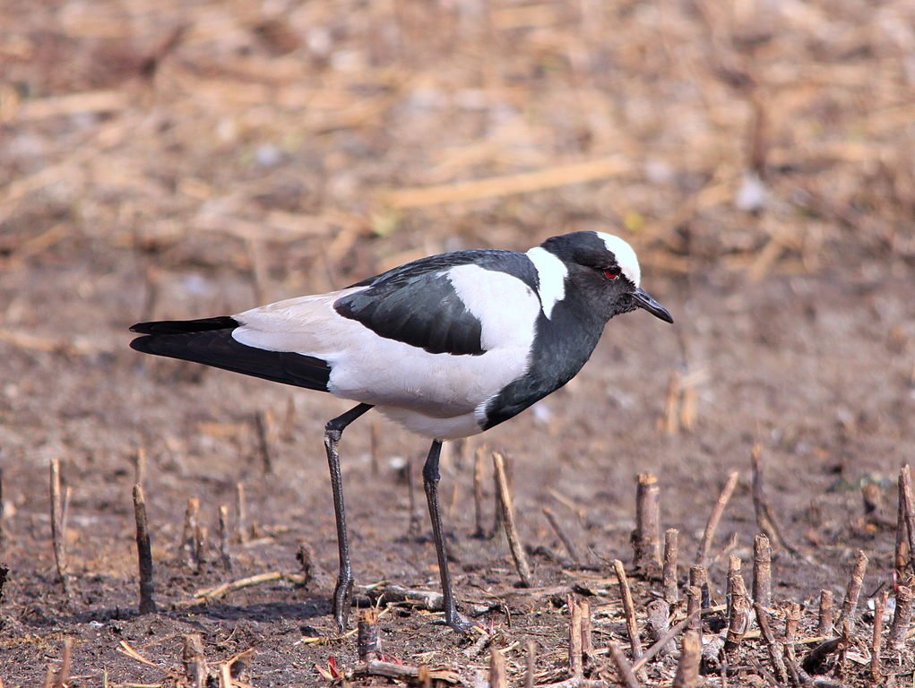 4. Blacksmith Lapwing and Ecosystem Dynamics: Understanding its Role in the ⁣Masai Mara