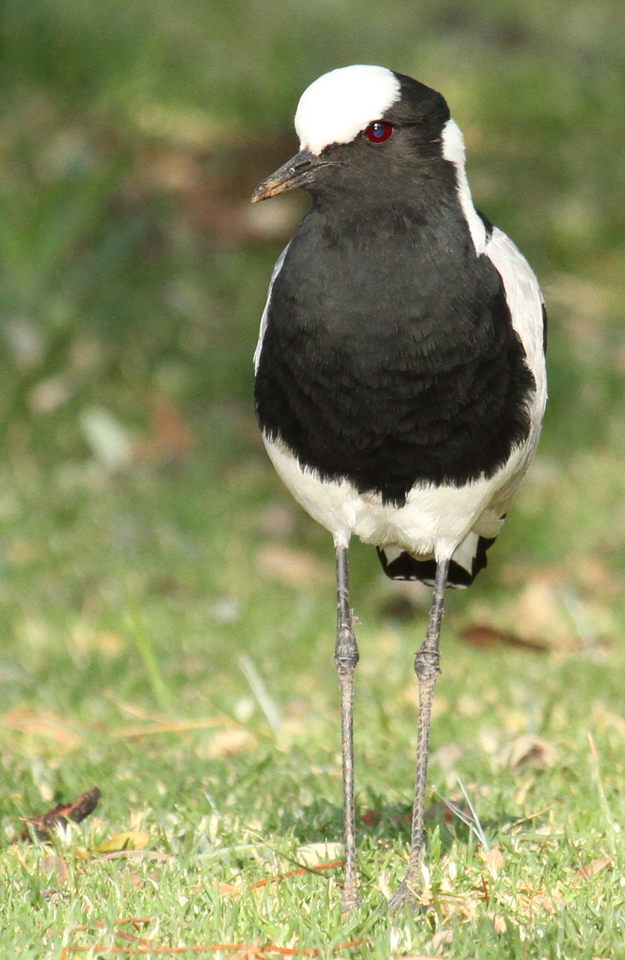 1. The‌ Blacksmith Lapwing: A Master of Crafty Adaptations in the Masai Mara