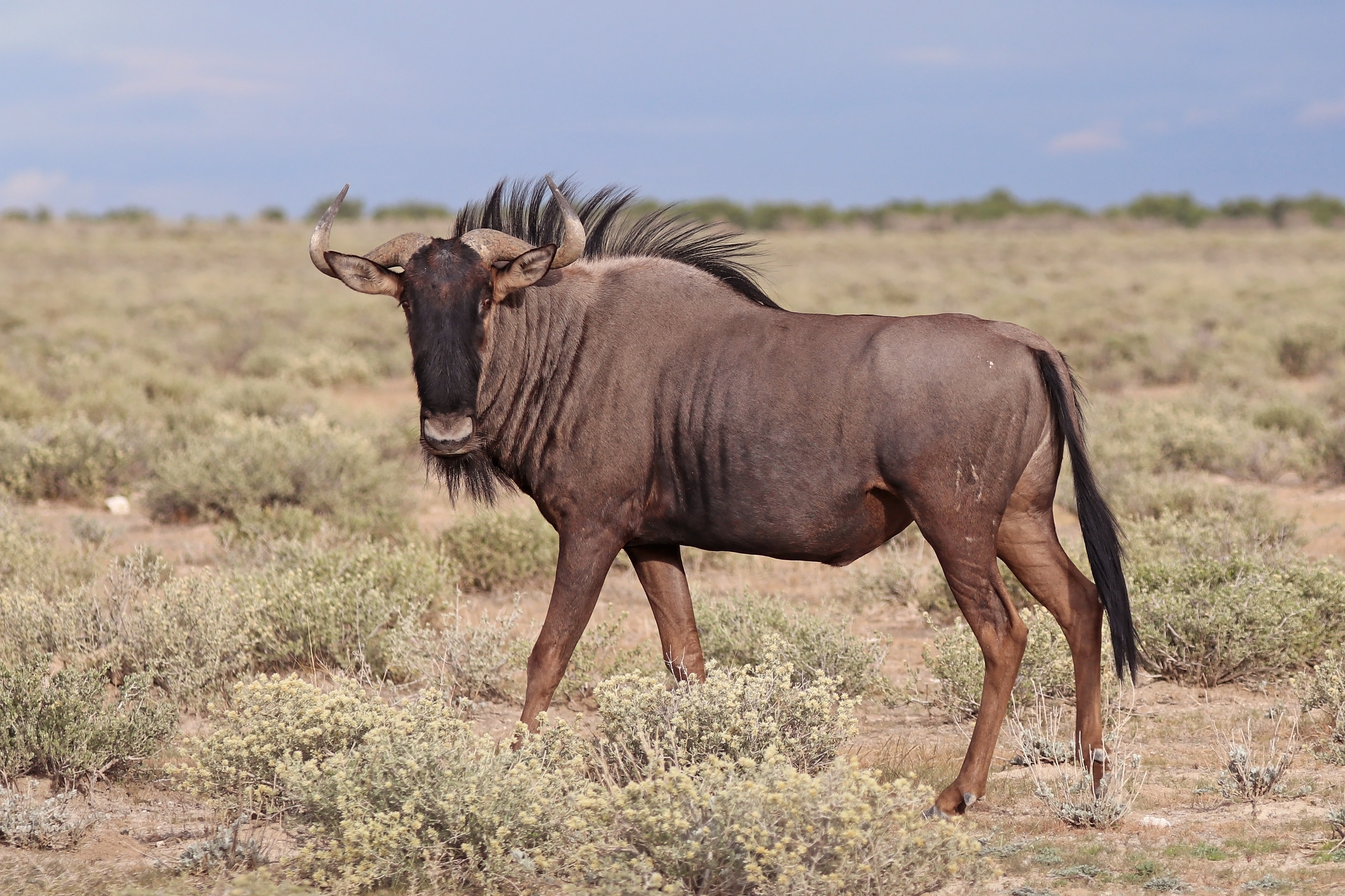 6. Conservation, Responsible Tourism, and Wildebeest River ⁤Crossings: What You ‍Need to Know