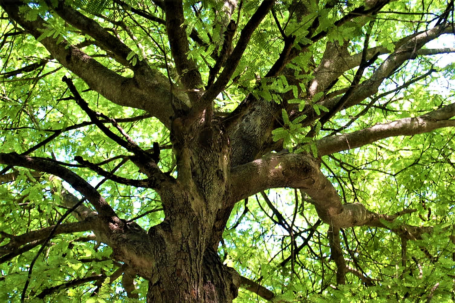 4. Identifying Tree Planting Programs: Recommendations for Getting Involved in Conservation during a Game Drive in‌ Maasai‍ Mara