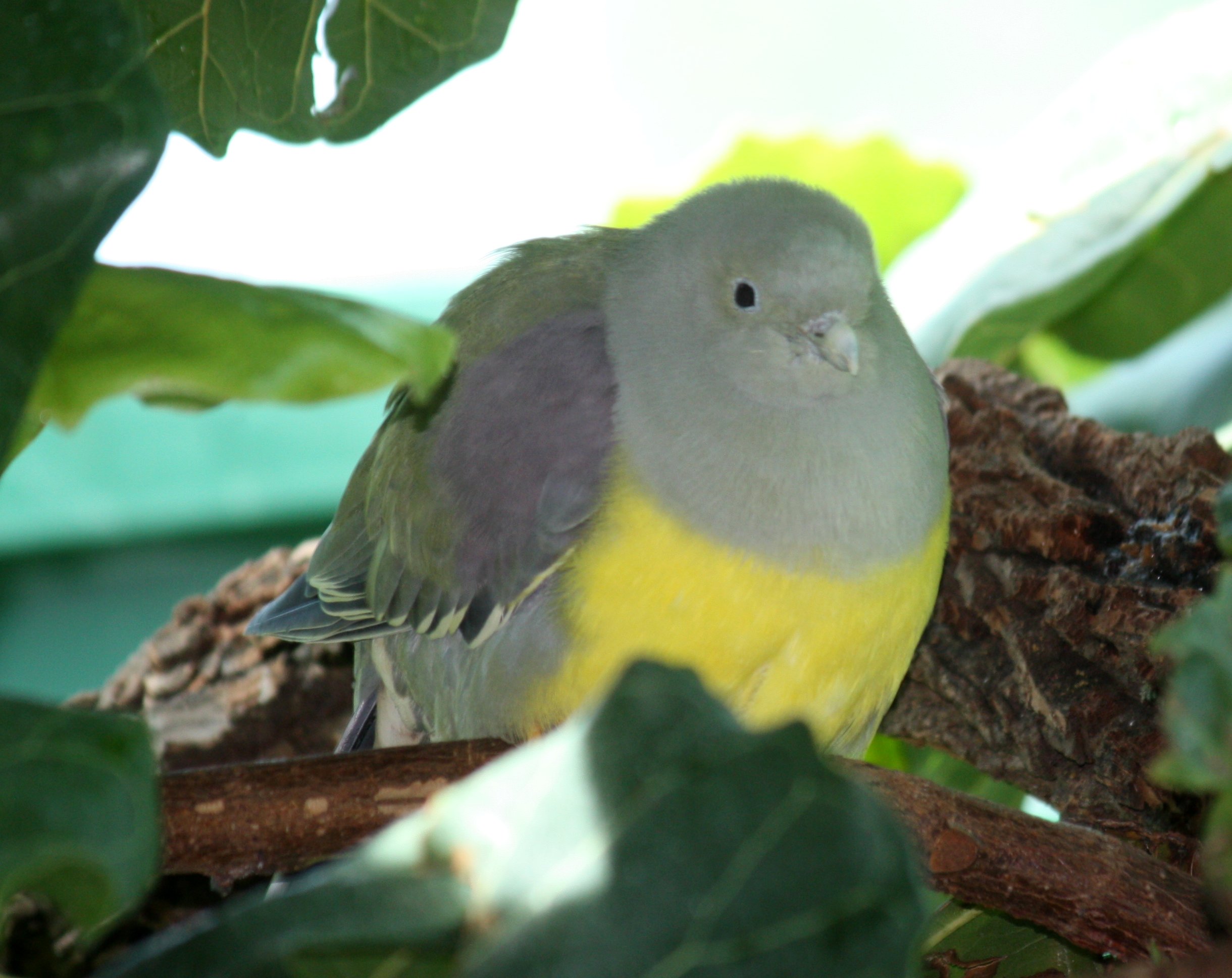 Witness ‌the Majestic Fruit-loving Spectacle: Best ‌Locations and Tips to Spot Bruce's Green Pigeon ⁤in Masai Mara