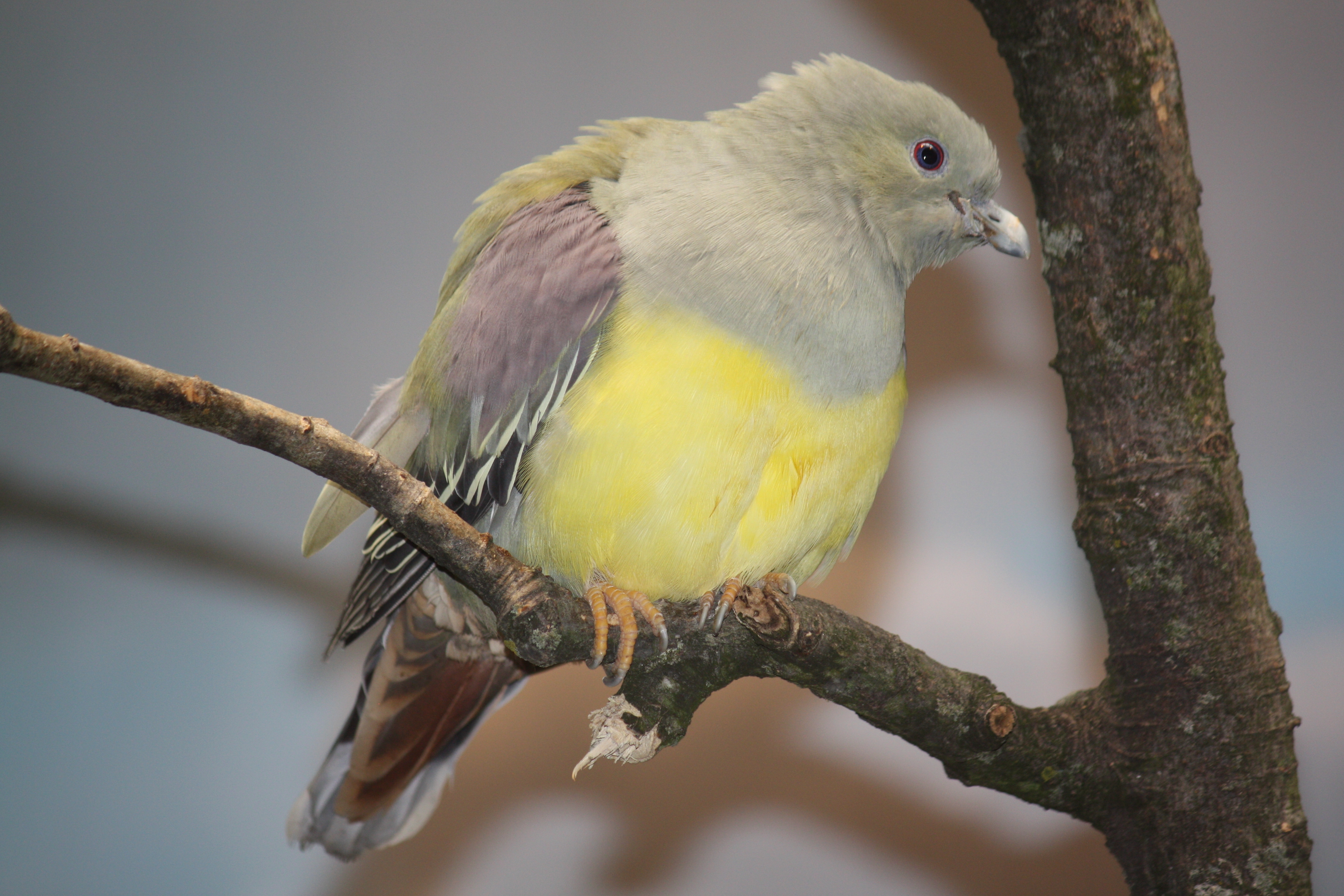 The Mysterious Beauty of Bruce's Green Pigeon: Exploring its Vibrant Plumage and‌ Diet⁤ in Masai Mara