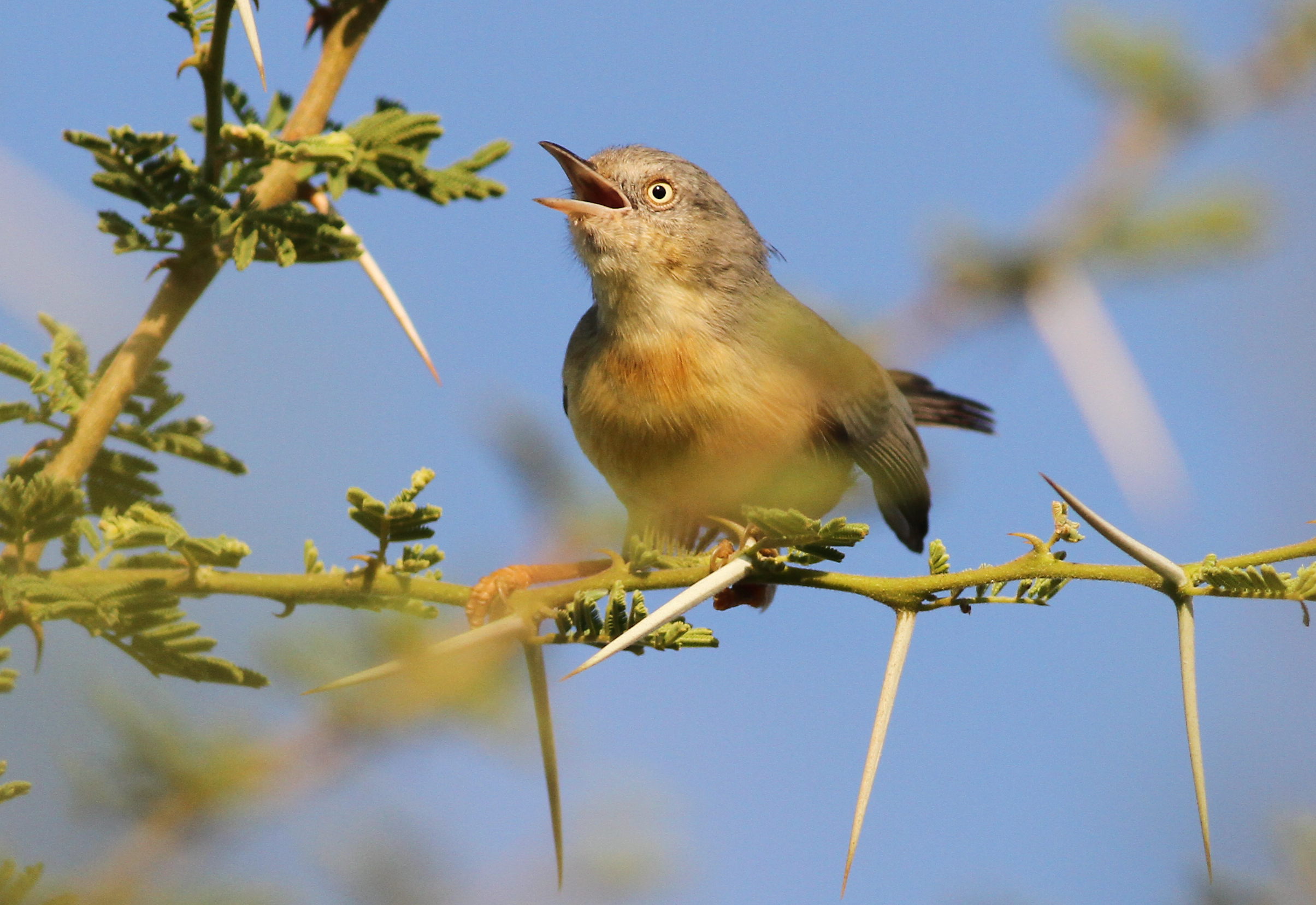 Exploring the Yellow-vented Eremomela: An Enchanting ⁢Avian Species of Masai ⁢Mara National Park