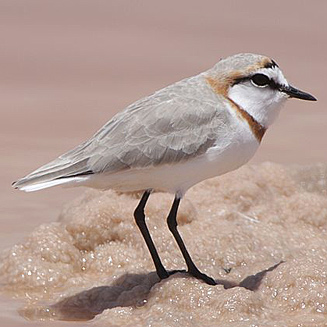 Distinctive ⁣Features ‌of‍ the Chestnutbanded⁢ Plover: A Fascinating Bird Species