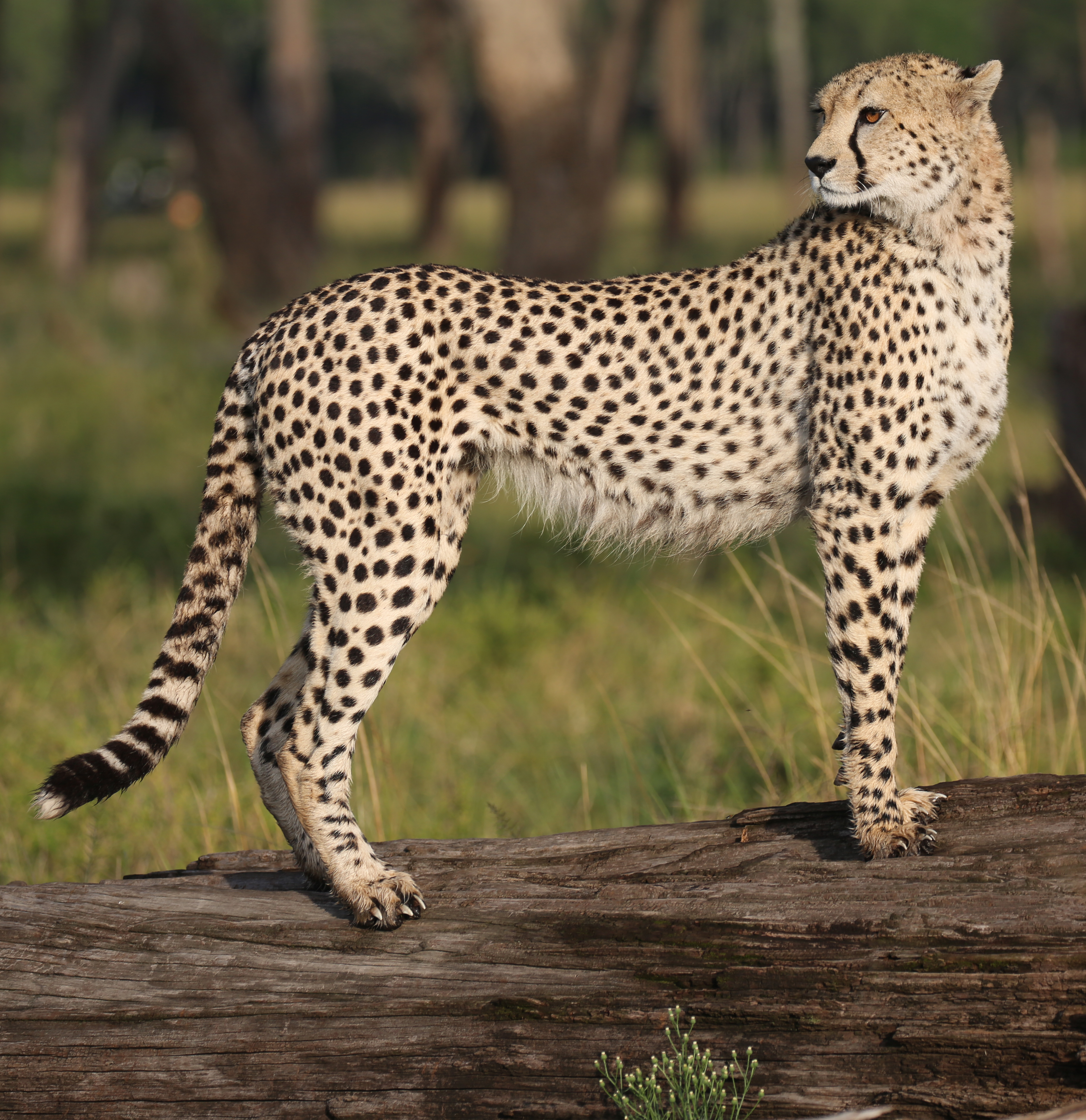 Exploring Maasai Mara's Iconic Cheetah⁤ and Leopard Territories