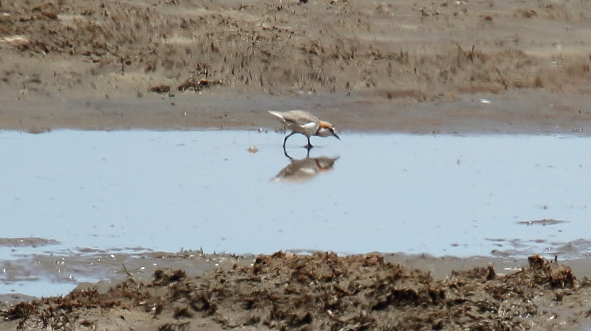 A Rare Encounter: The Chestnutbanded ‌Plover ⁤of Masai ‌Mara