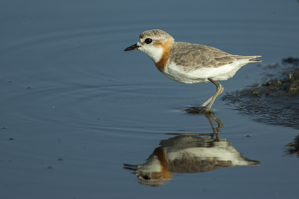 Conservation‍ Efforts: Protecting the Chestnutbanded Plover in⁣ its Natural Habitat