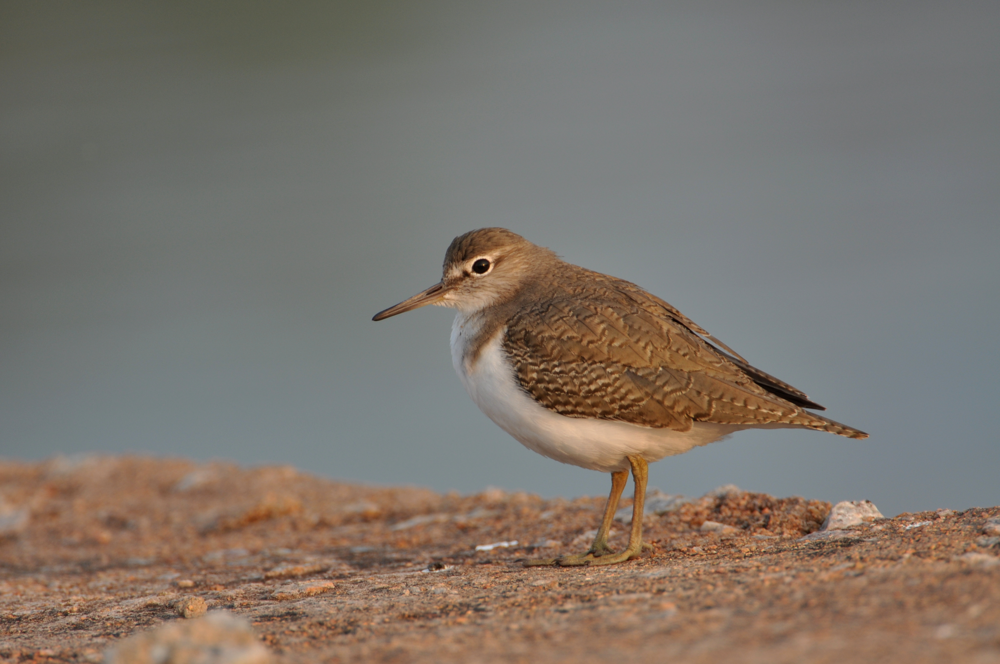 - ‍Best ‍Times and Locations for Common Sandpiper Spotting in Masai Mara