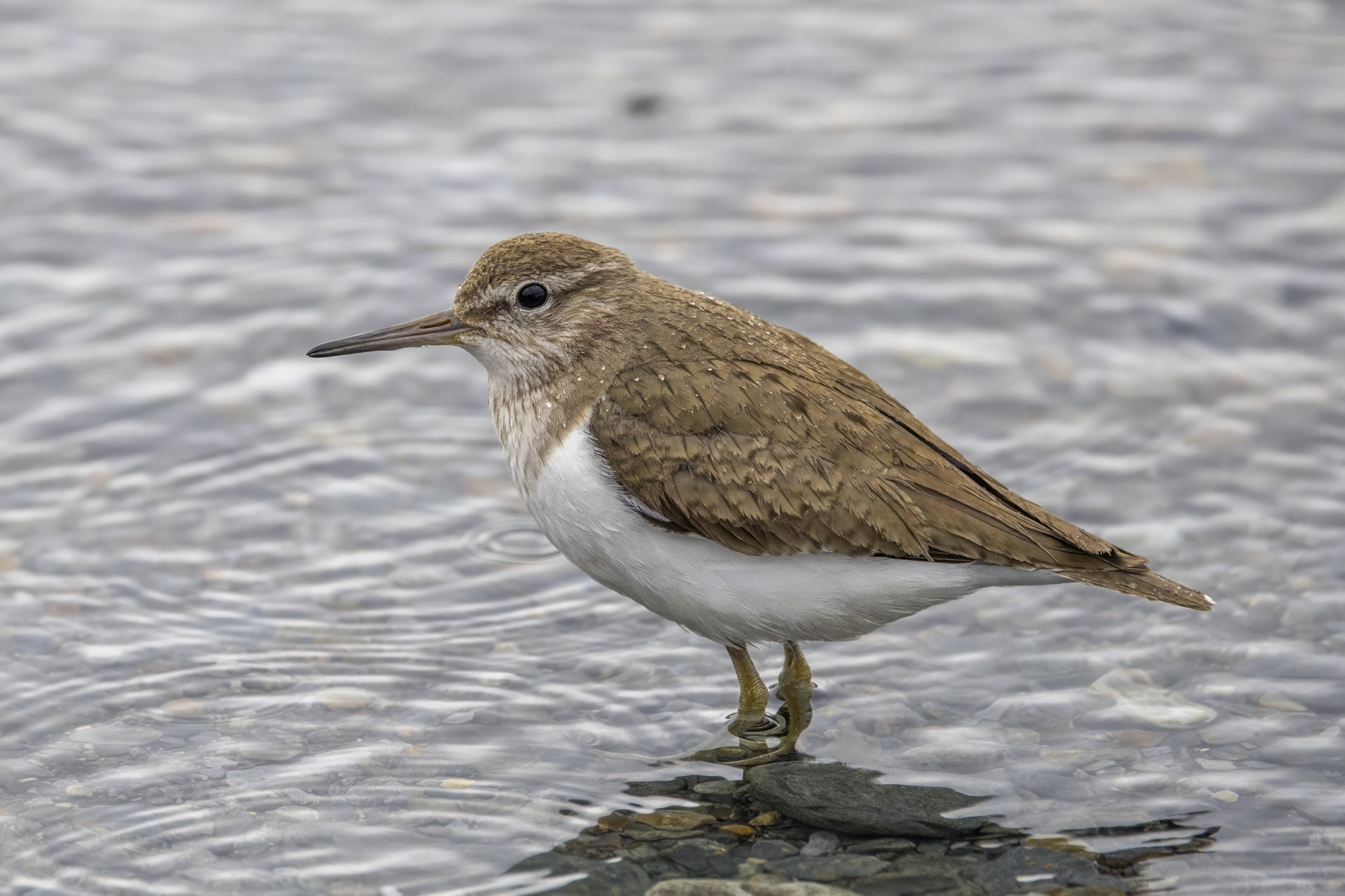 - Habitat ⁢and‌ Behavior of the Common‌ Sandpiper in Masai Mara National Park