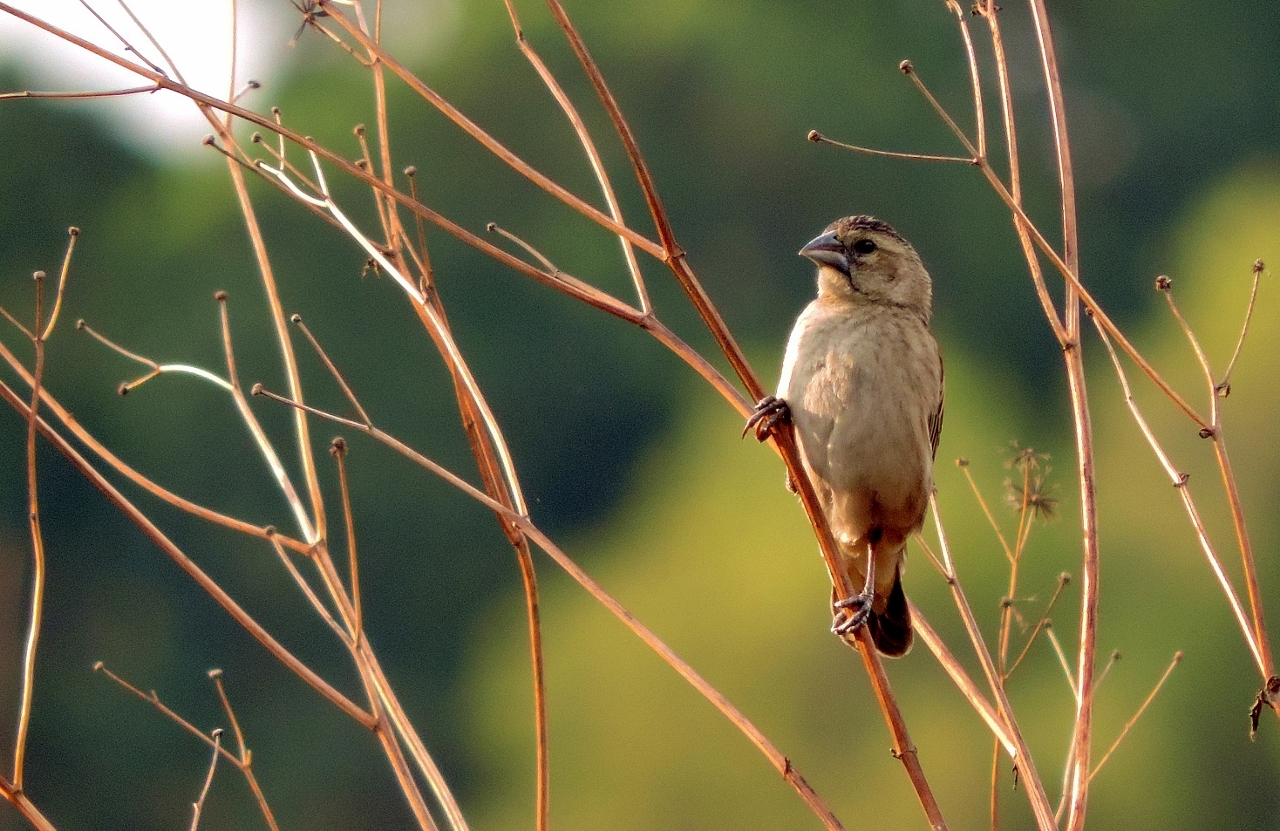 Understanding the Habitat and Behavior of Yellow-mantled Widowbirds in⁤ Masai Mara