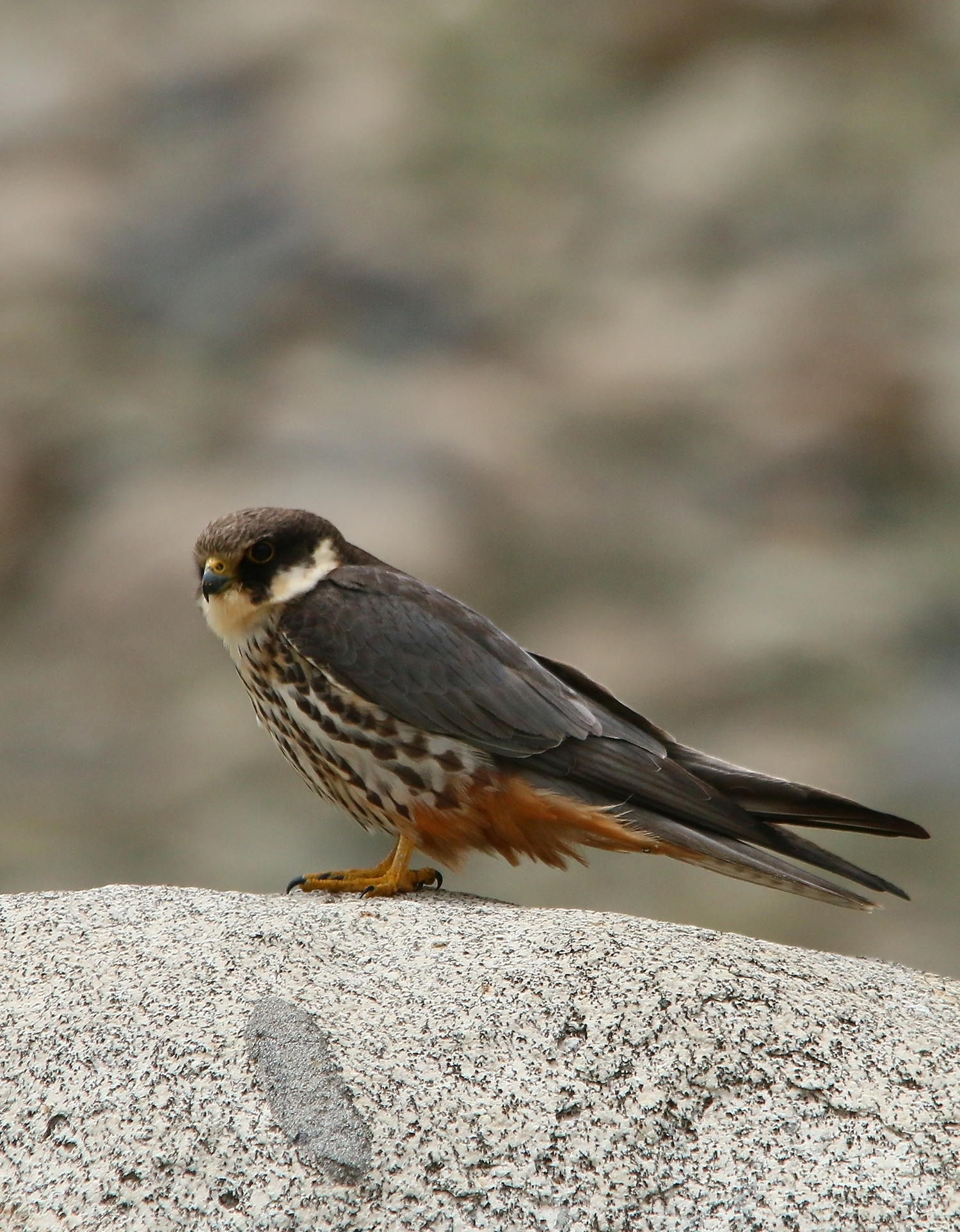 3. Seasonal Behavior: Understanding⁢ the Eurasian Hobby's Migratory Patterns in Masai ⁤Mara