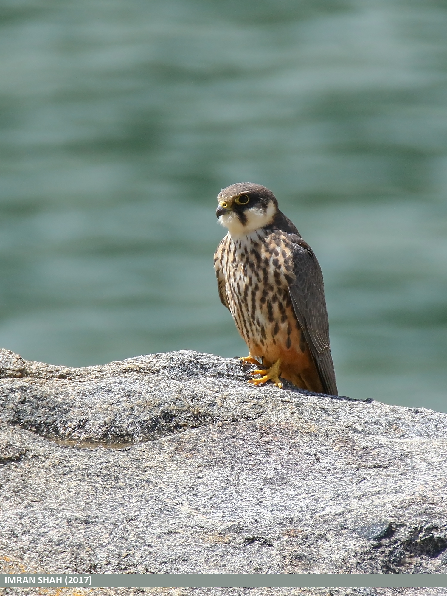 1. Habitat and‍ Distribution: Exploring the Preferred Environment of​ the Eurasian Hobby in Masai ‍Mara