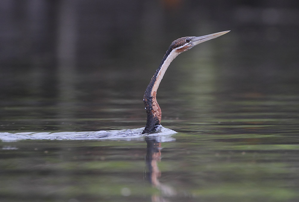 4. Observing the Skilled Hunter: Tips for‍ Spotting and Appreciating African Darters ‌in Masai Mara