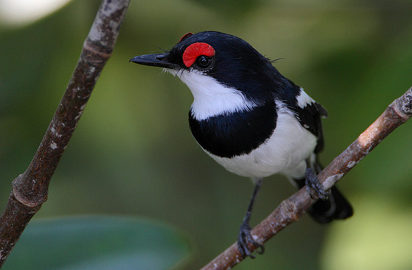 The Blackthroated Wattleeye: A Mesmerizing​ Avian Species⁢ in ‍Masai Mara