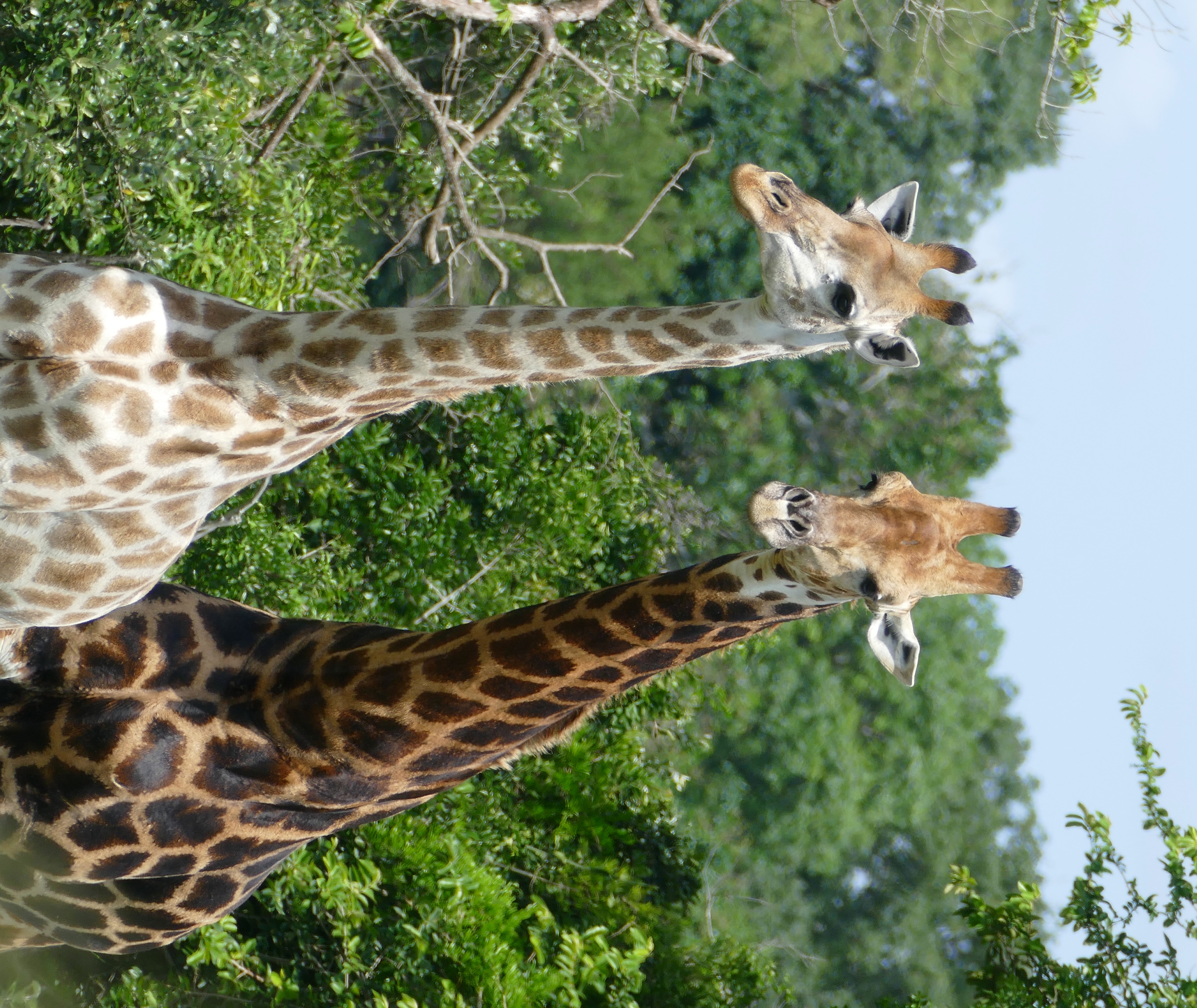 Exploring the ⁤Habitat of Giraffes in Maasai Mara⁣ National Park: What Makes it Ideal?