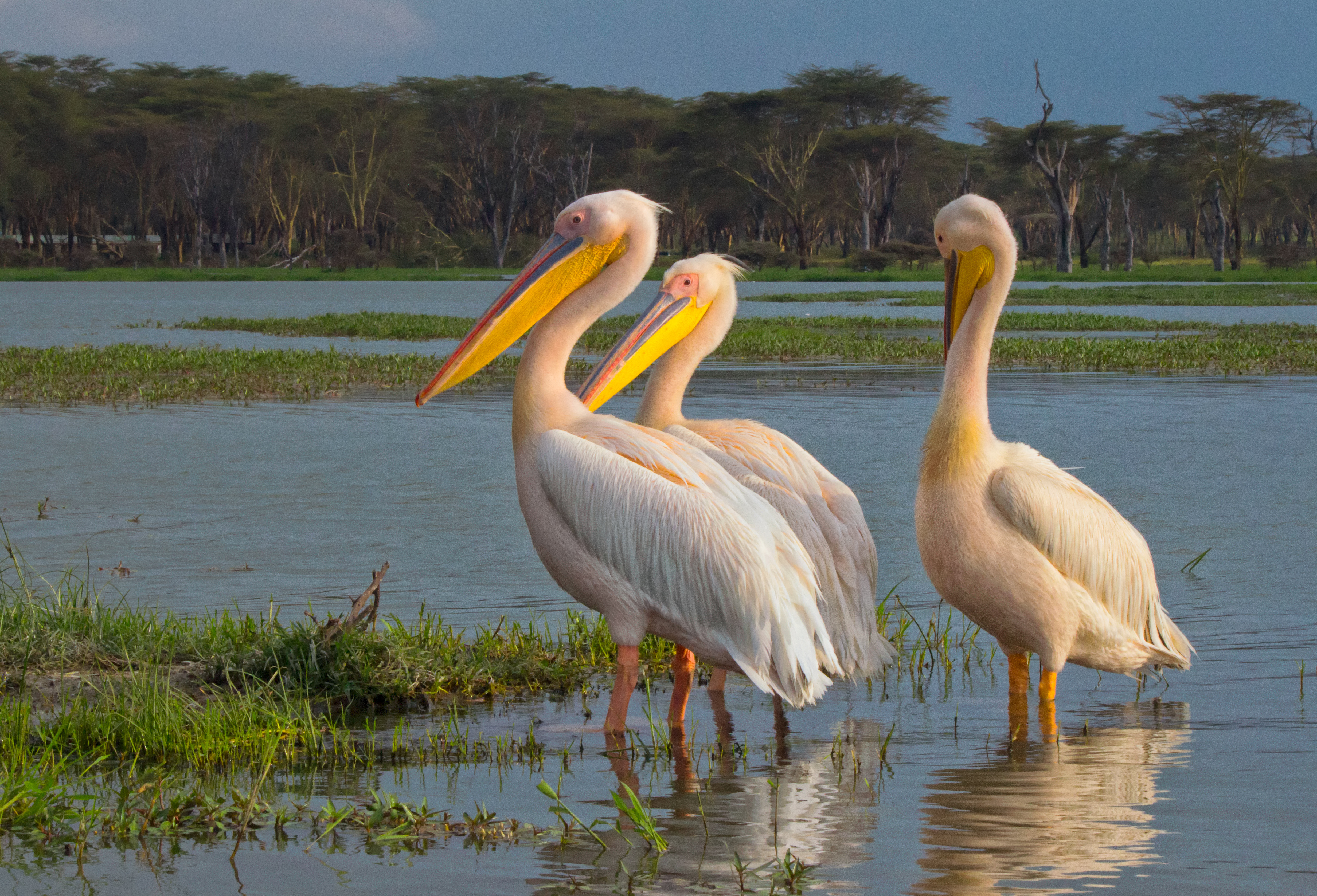 Challenges and Conservation Efforts for the Great White Pelican ‌in Maasai Mara