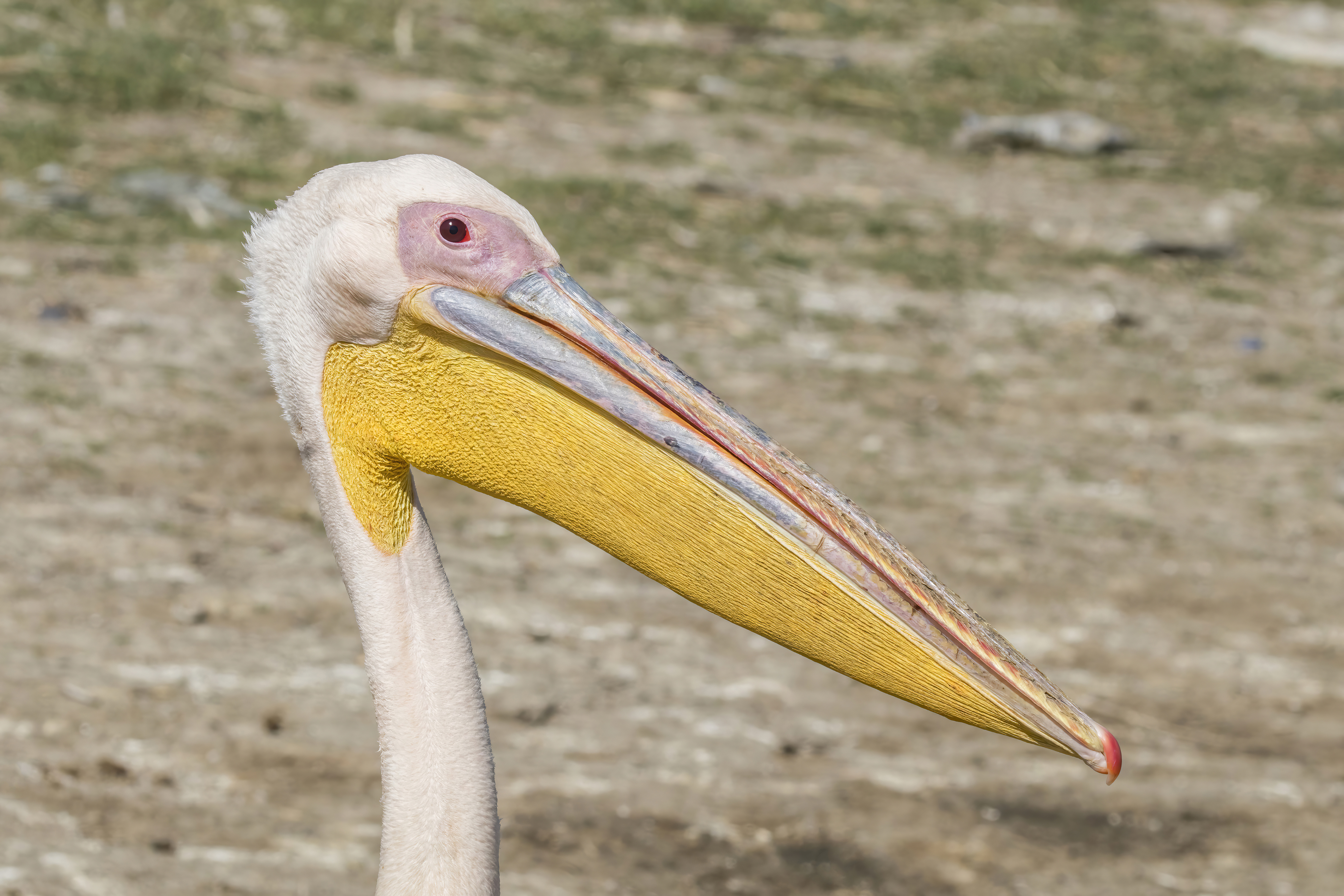 A Closer Look at the Great White Pelican's Physical ​Characteristics and Behavior