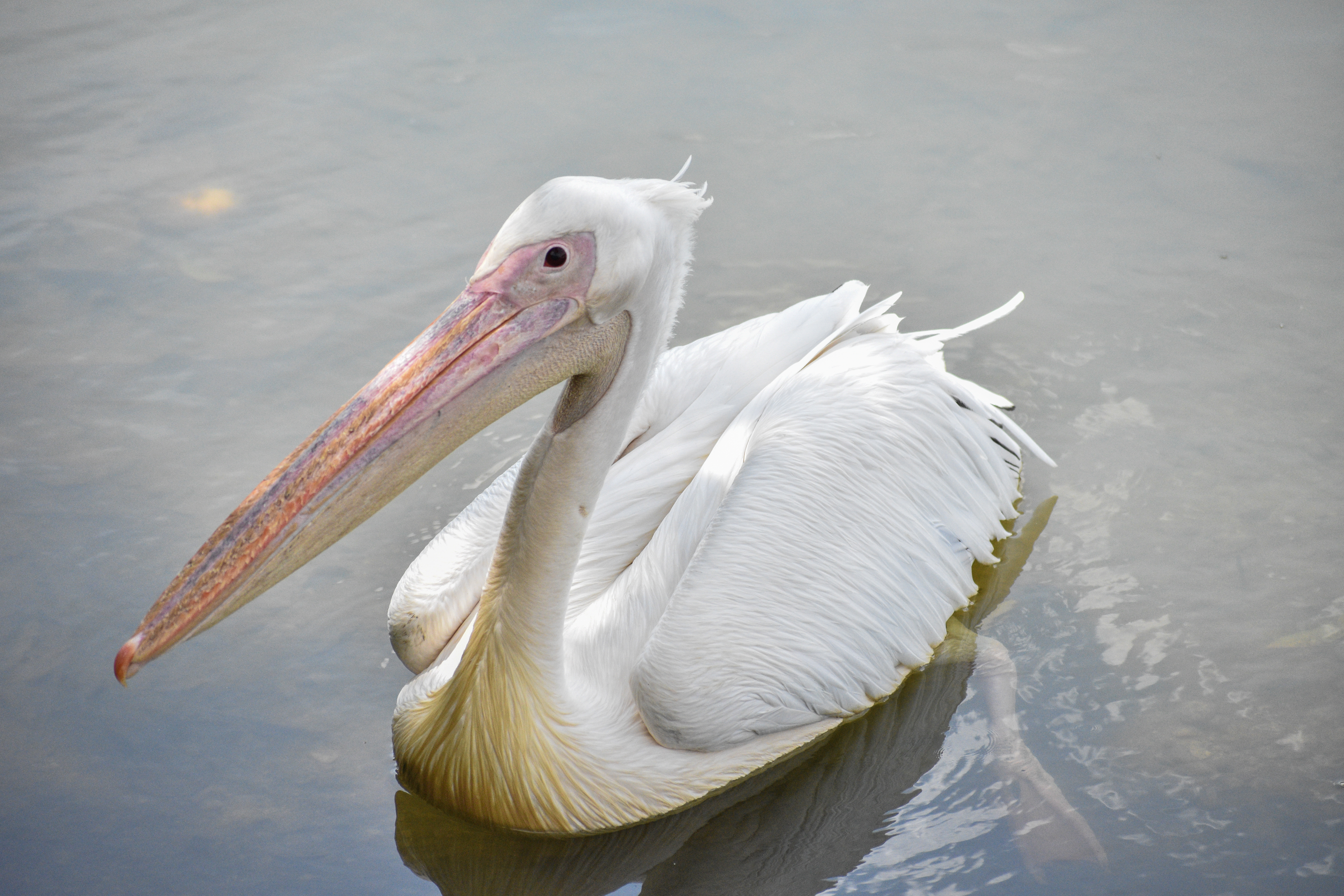 How to Observe and ⁤Appreciate the Great White Pelican in ‍Maasai Mara Safely