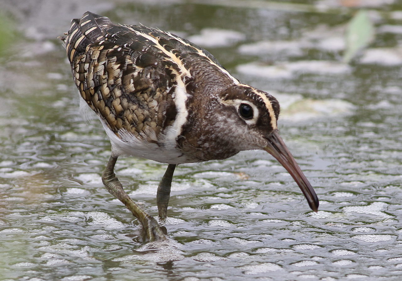 Conservation Efforts for Protecting the ‍Delicate Habitat of the Greater Painted Snipe in Masai Mara