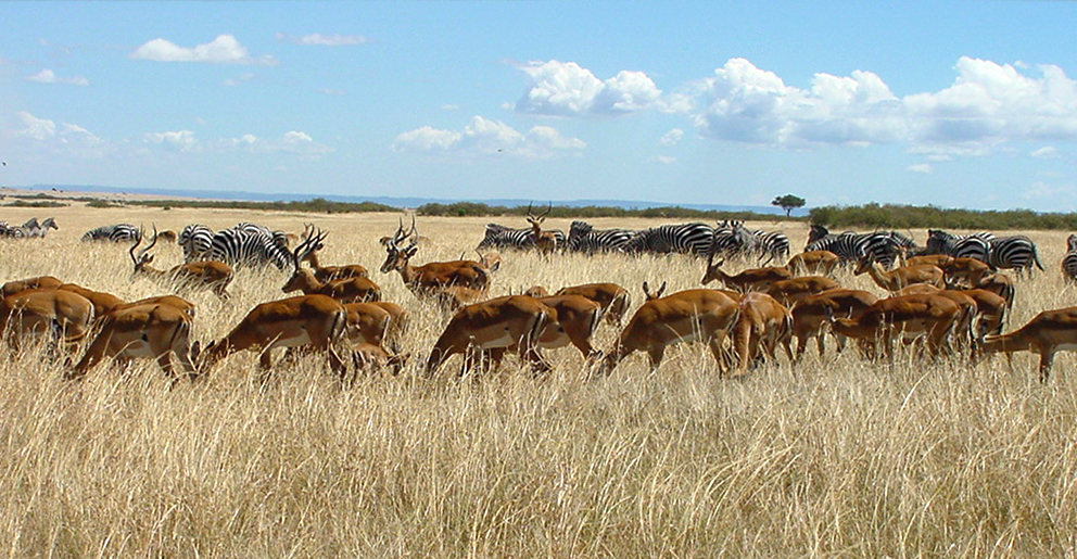 Respecting Wildlife: Responsible Camping⁤ Practices in ​Maasai⁣ Mara