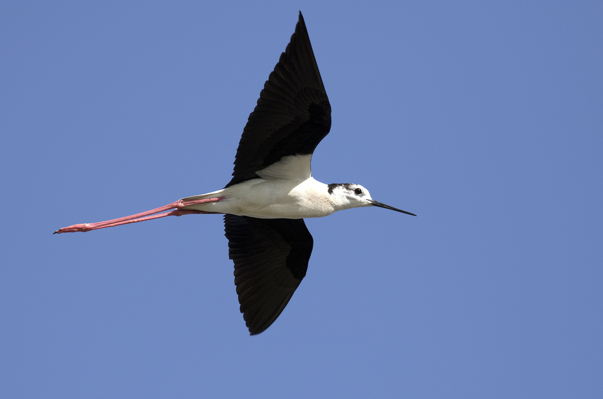 - A Graceful Encounter: The Enchanting Blackwinged Stilt of Masai ⁤Mara