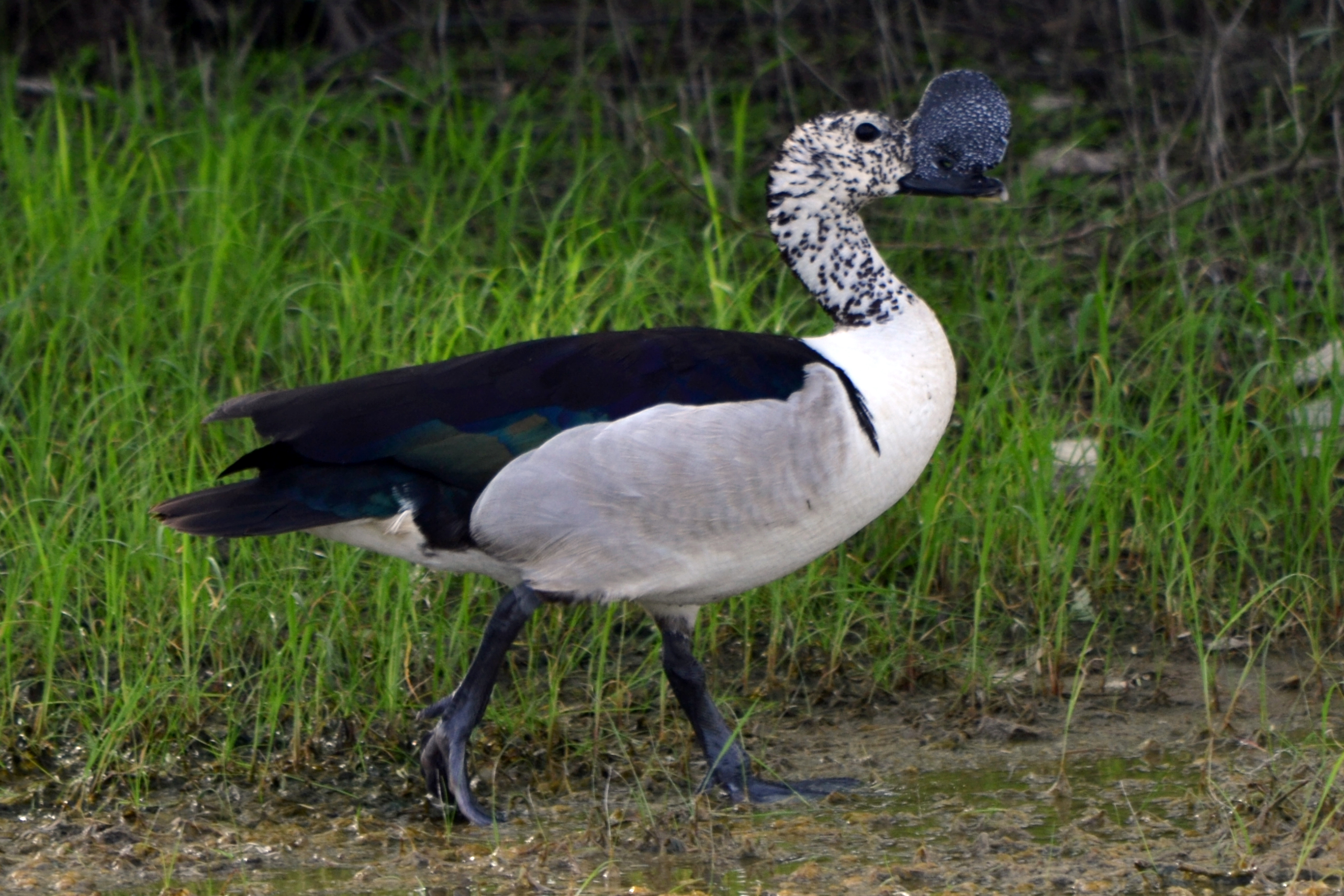 Exploring the Habitat and Behavior of the​ Knob-billed Duck in Masai Mara