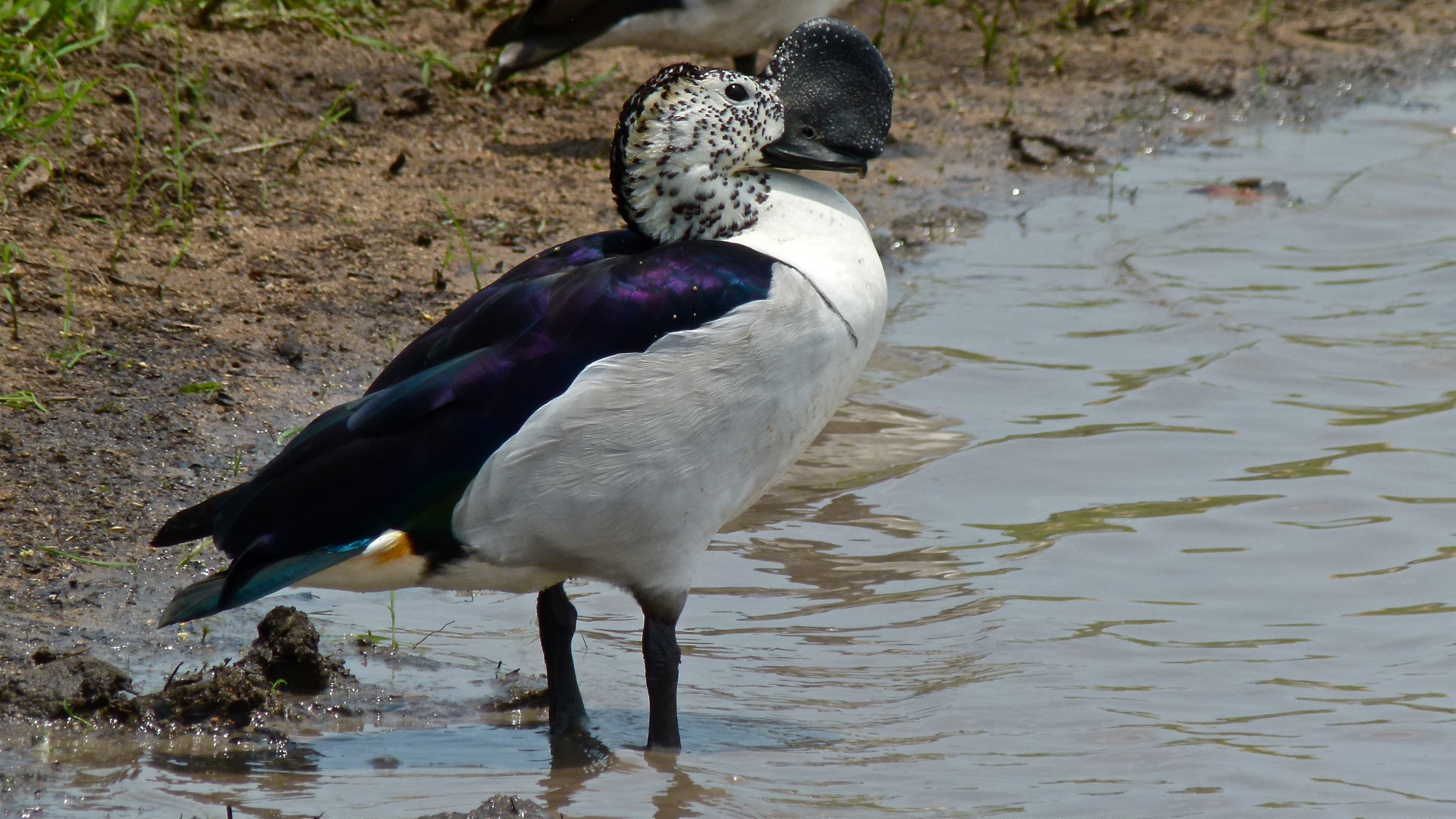 Tips for Photographing ‍and Observing the⁣ Knob-billed Duck in ⁣Masai Mara