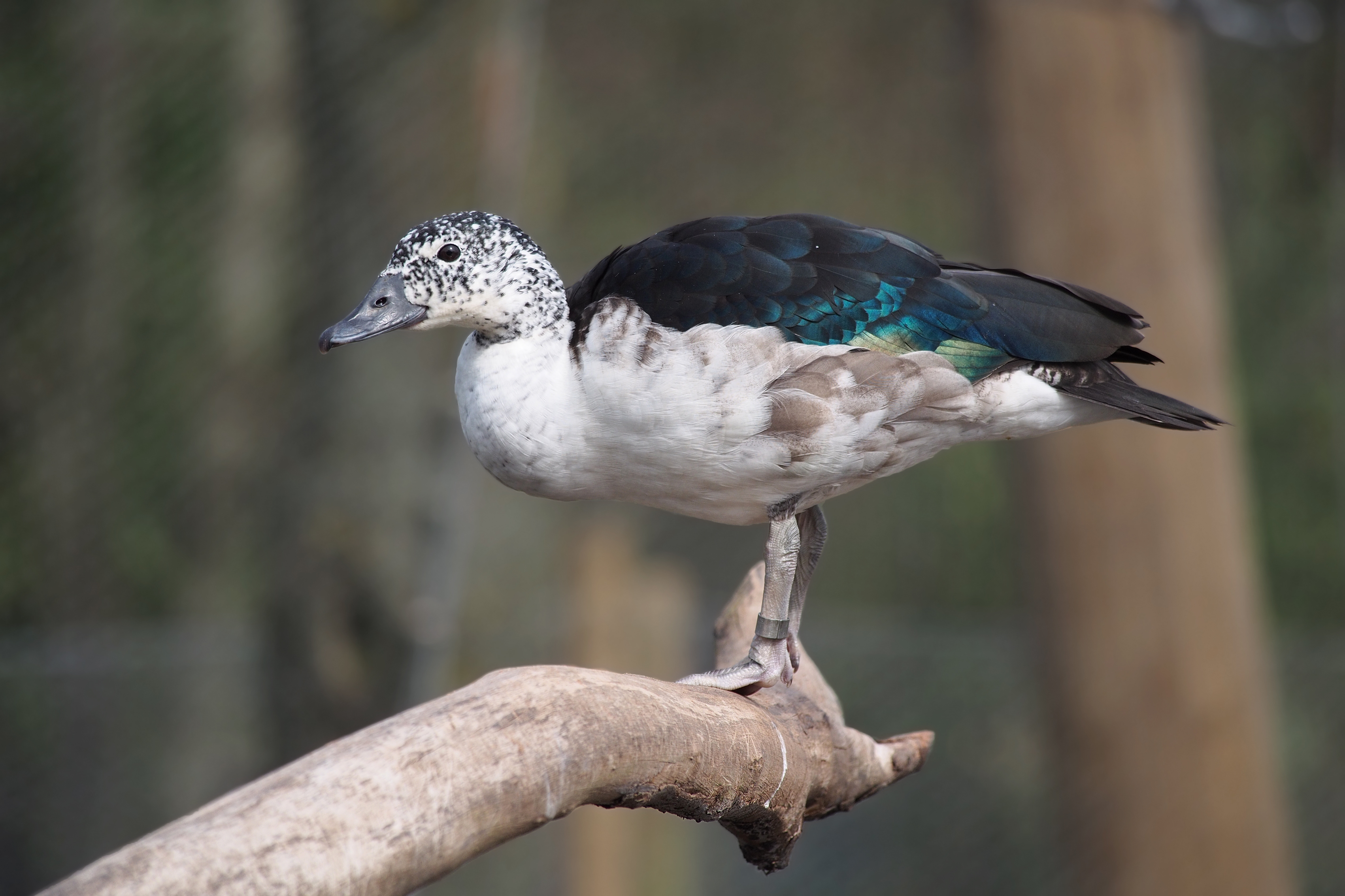 Conservation Efforts to Protect​ the Knob-billed Duck in‍ Masai Mara