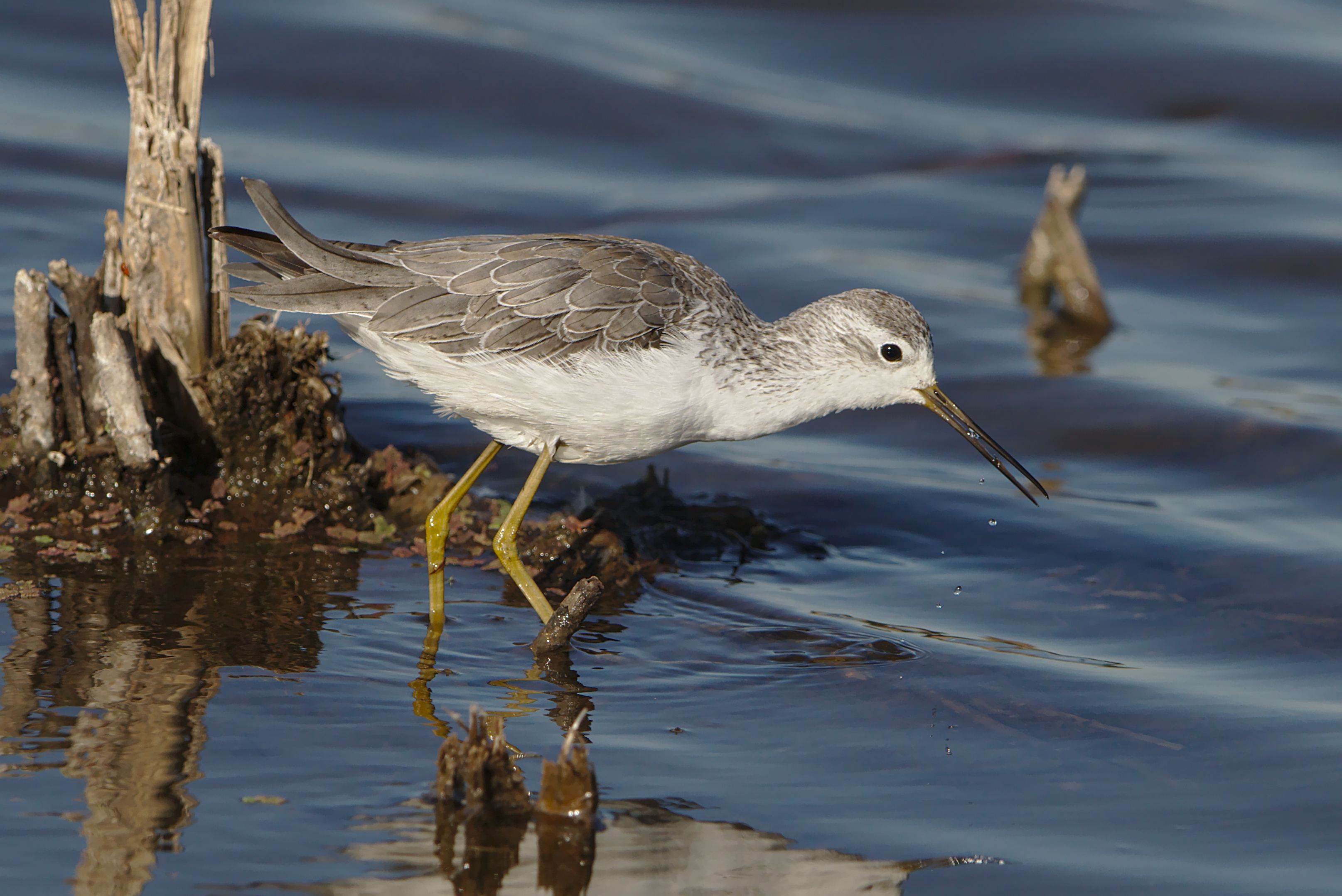 Recommendations for an Enriching Experience of the Marsh Sandpiper's Migration⁣ in Masai Mara