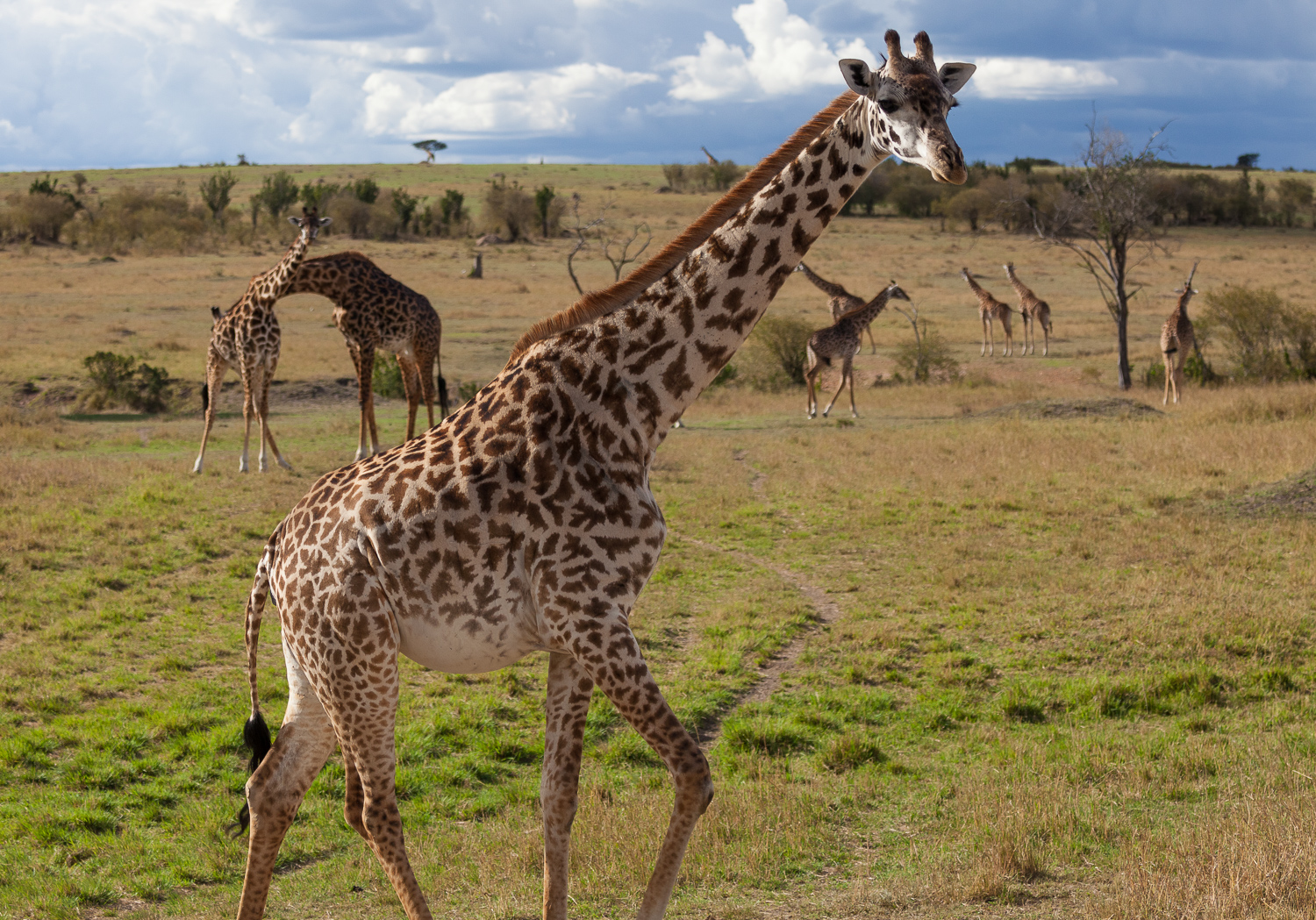 2. Exploring the Maasai Mara National Reserve: The Perfect ‍Destination for a ‌Serene River Safari