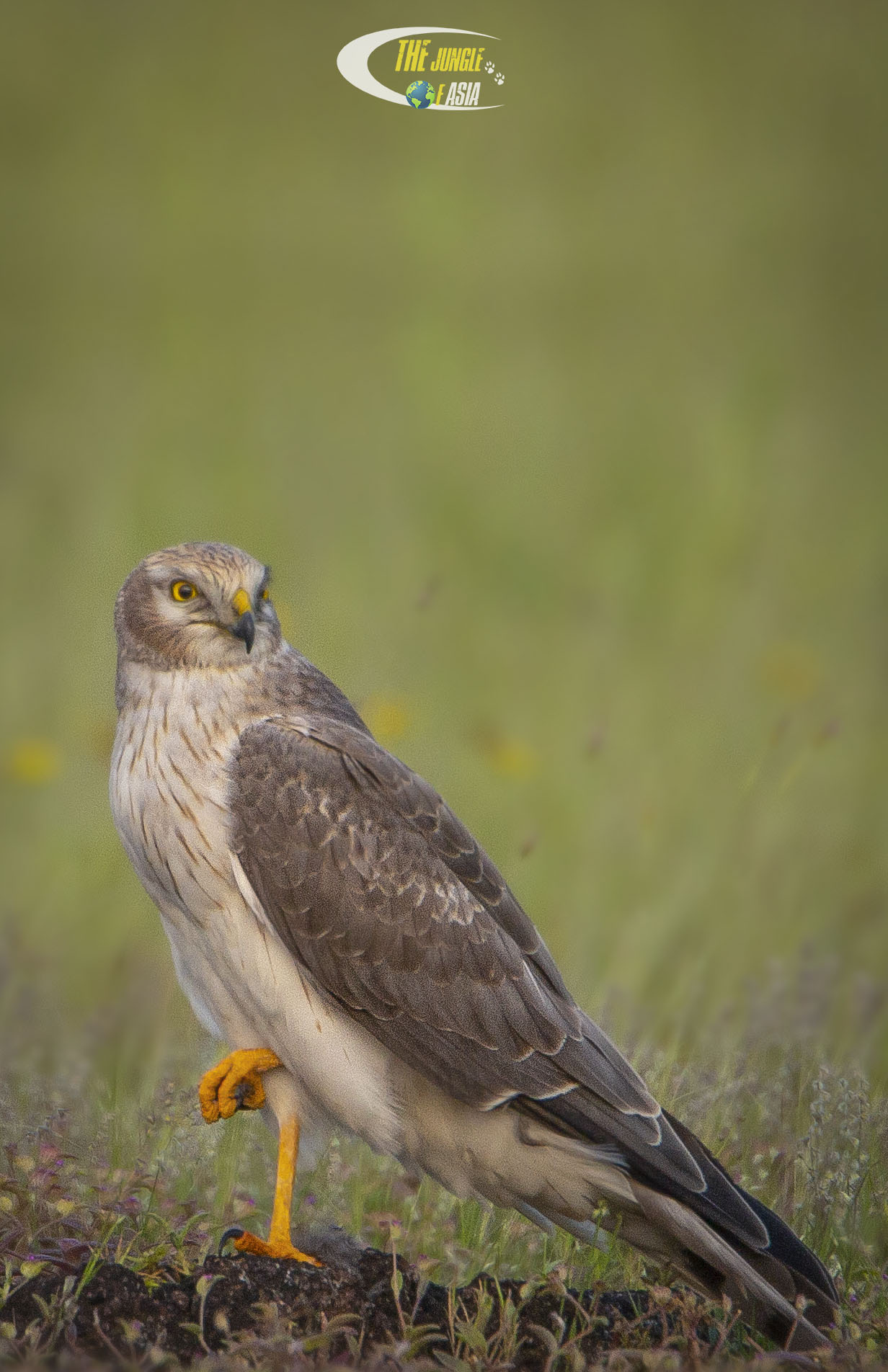 Understanding the⁤ Pallid Harrier's Migration Patterns through Research in Masai Mara