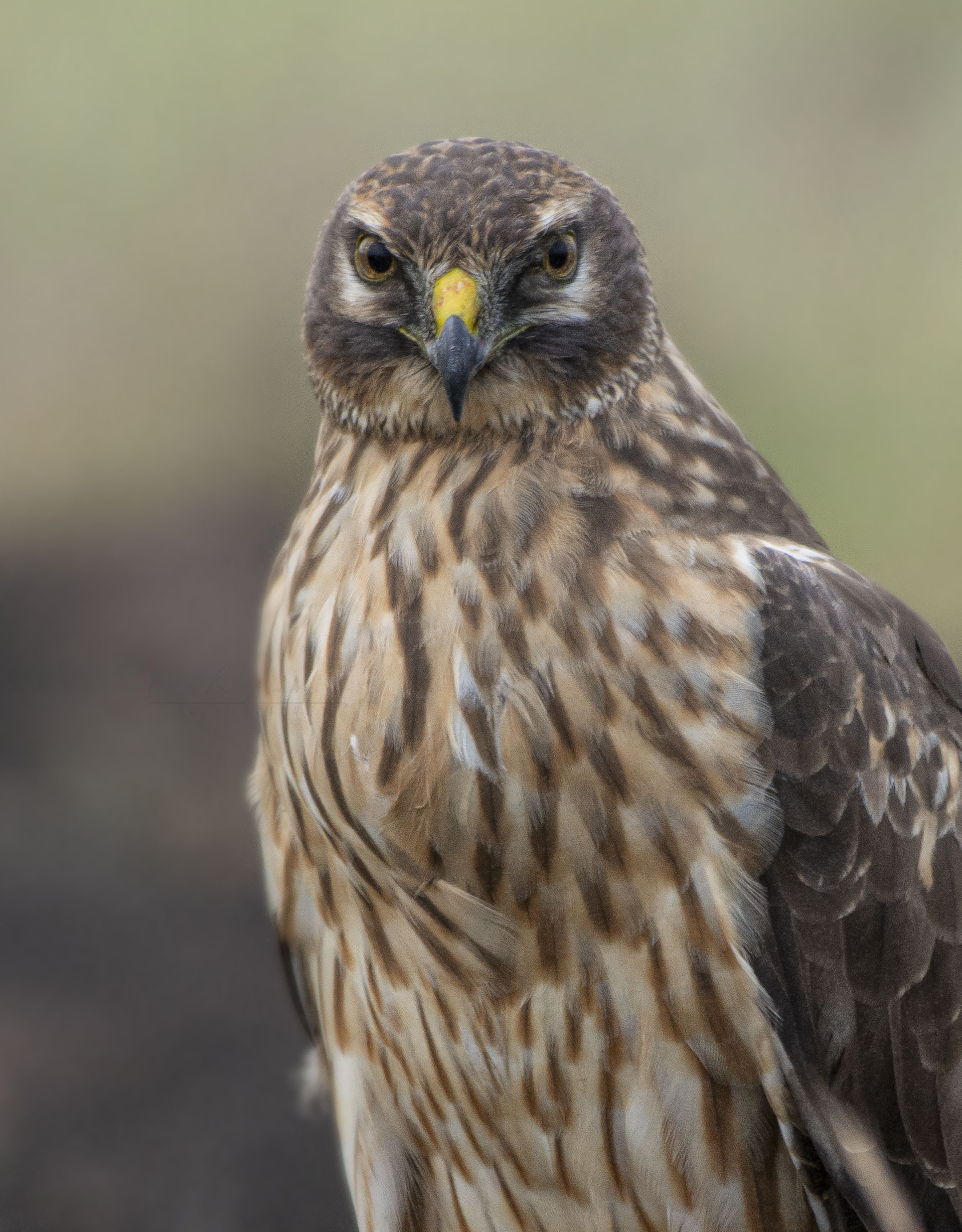 Unveiling the Spectacular Habitat of⁤ the Pallid Harrier in Masai Mara