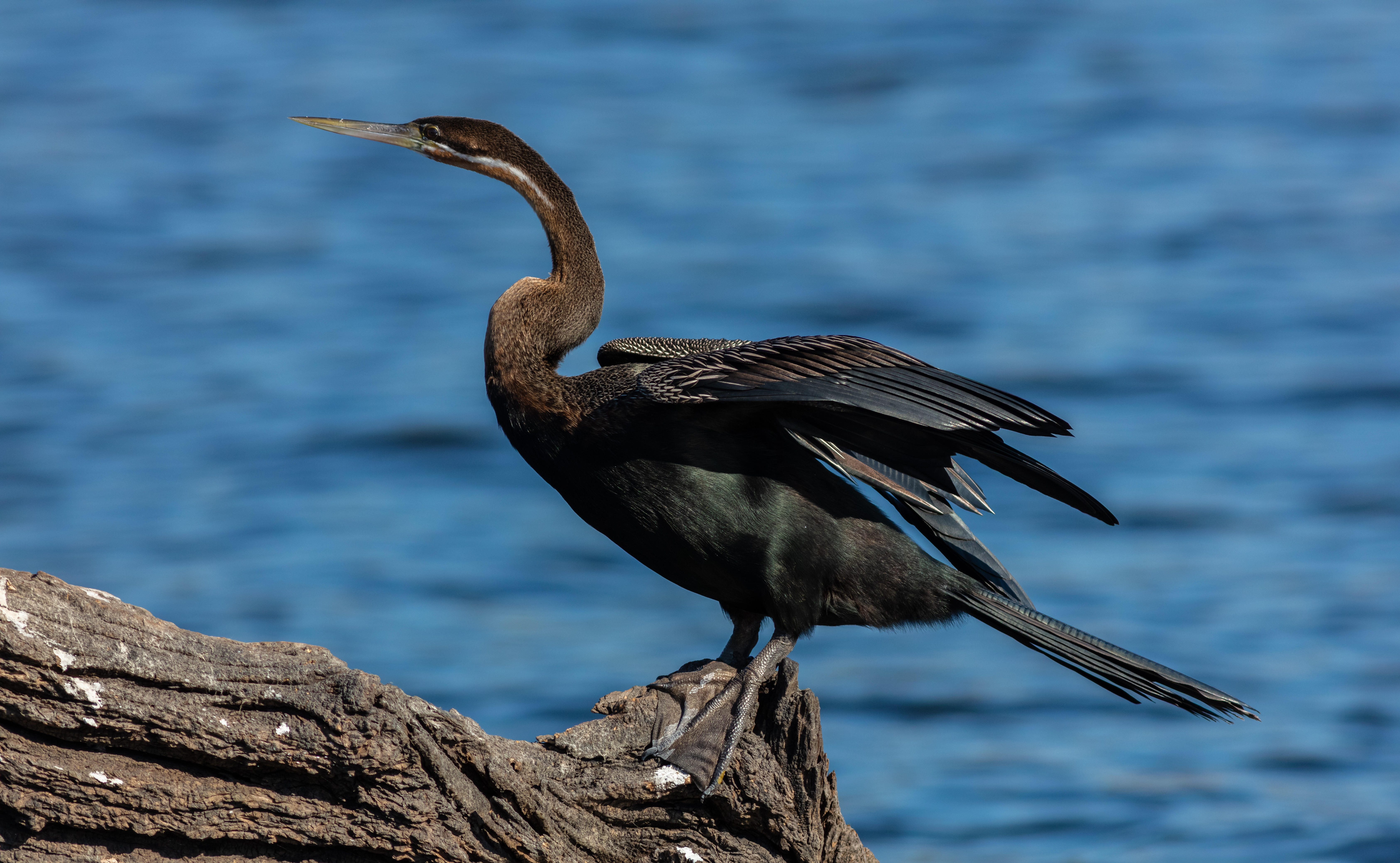 3. Enhancing Conservation ⁤Efforts: Understanding the Vital Role of ​the African Darter in Masai‍ Mara's Ecosystem