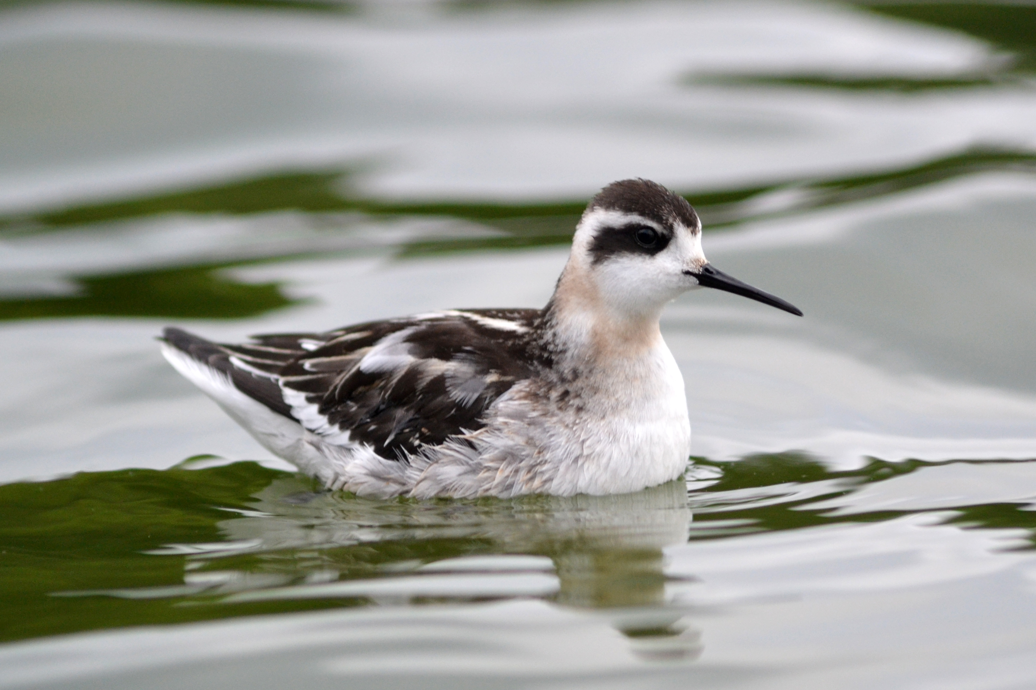 Observation Tips: ‌Enhancing⁤ Your Chances of‍ Spotting the Rednecked Phalarope in ⁢Masai Mara