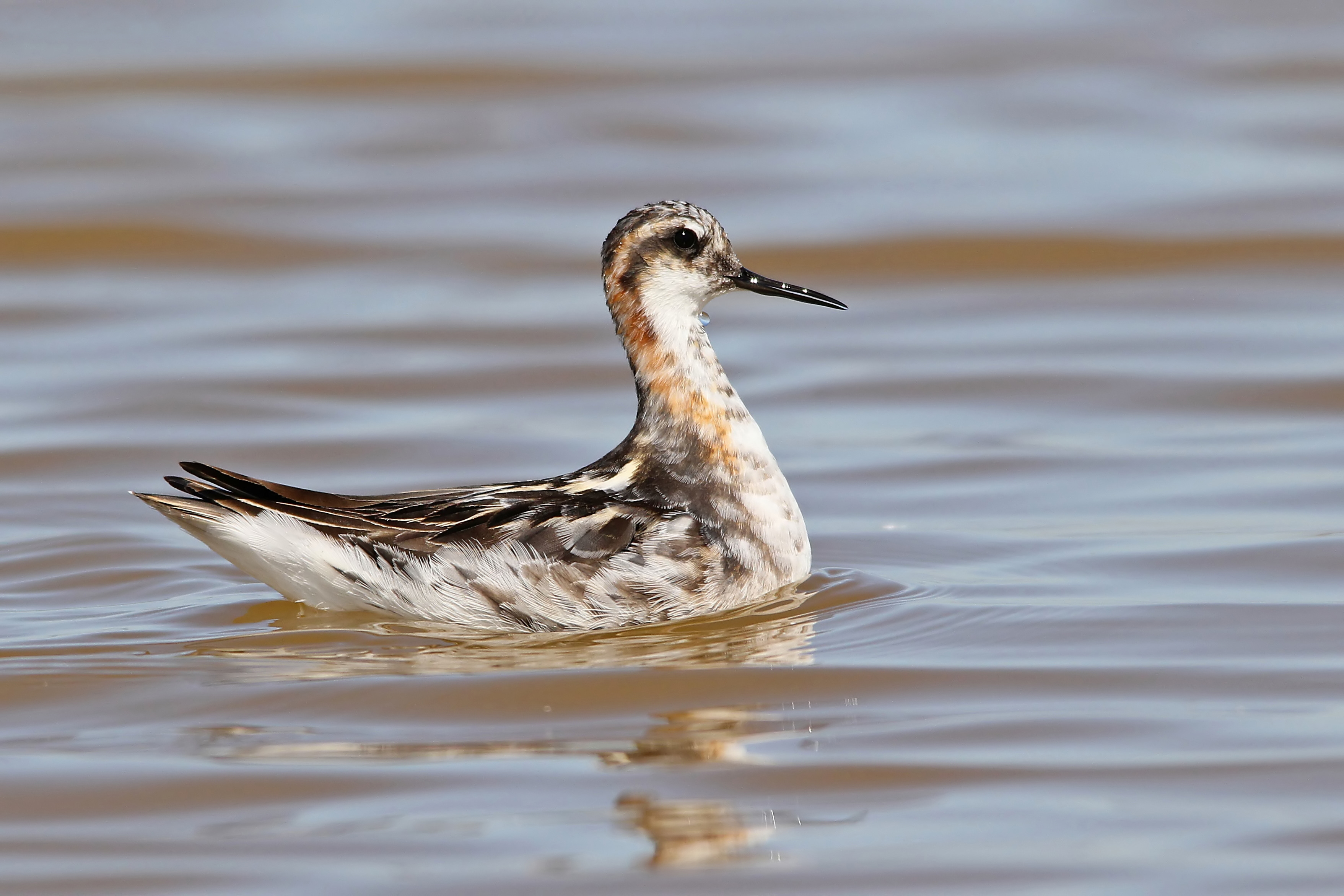 Unlocking the Mystery:⁤ Why Is the Rednecked Phalarope Coming ⁣to Masai Mara?