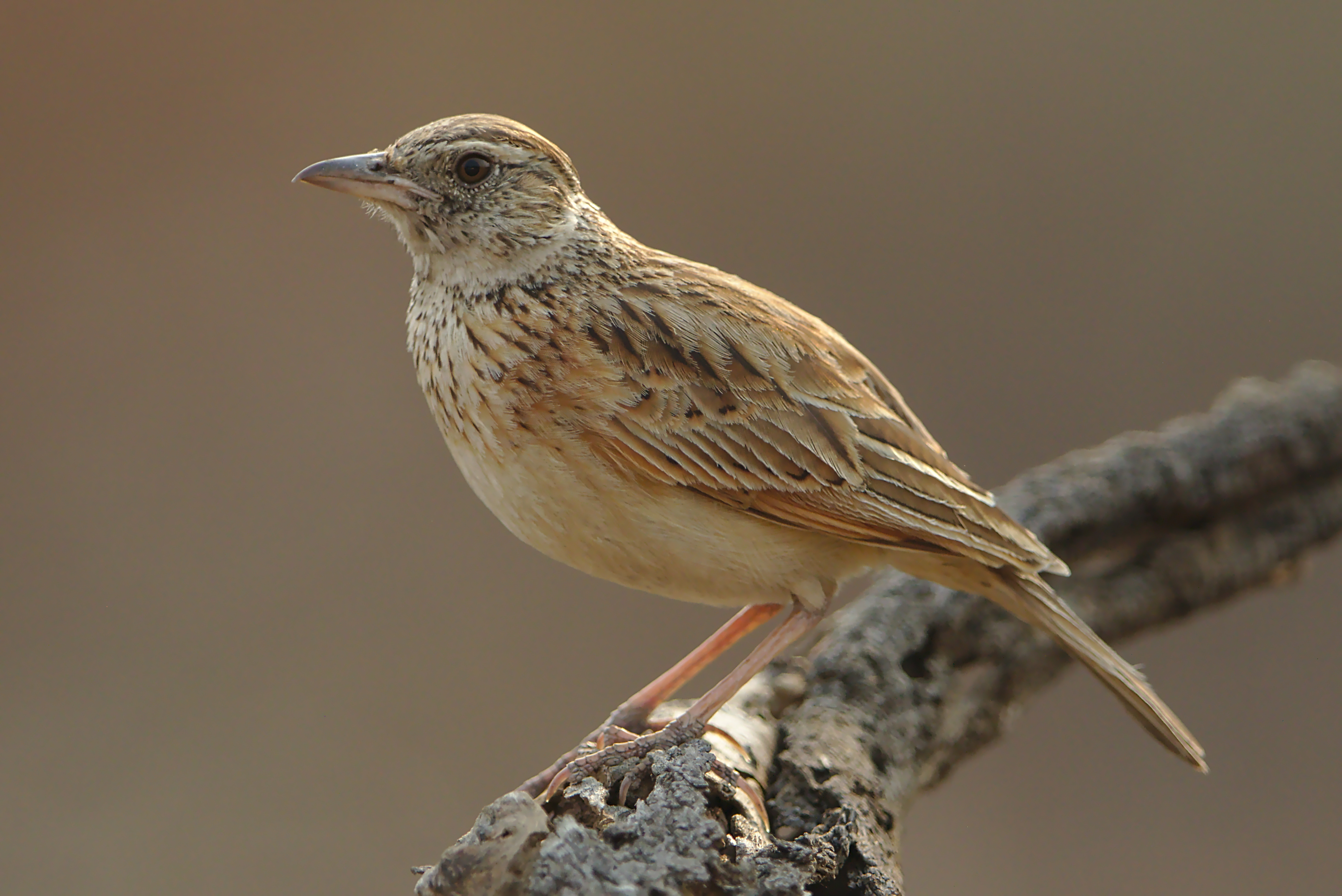 An ⁢Enchanting Symphony: Understanding ‌the Vocalizations⁤ of Rufousnaped ⁣Lark in Masai⁤ Mara