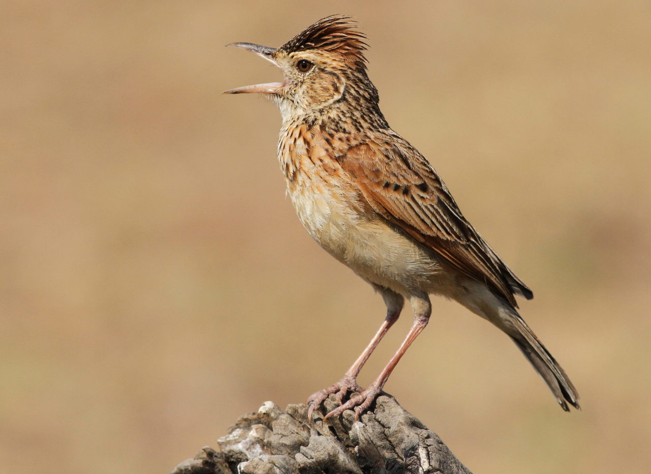 Conservation​ Strategies: Ensuring the Long-term Success of Rufousnaped‍ Lark Population in Masai Mara