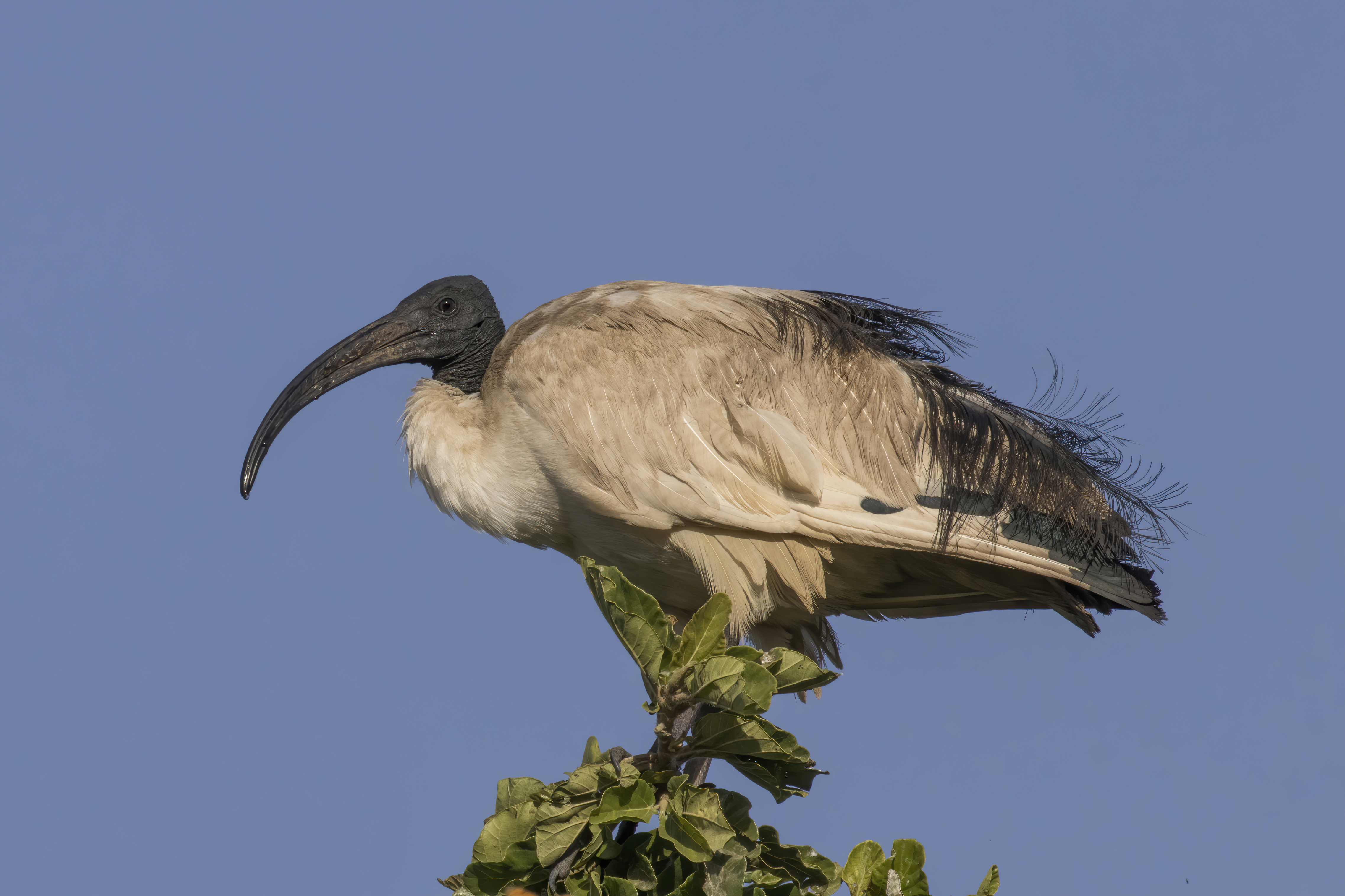 Breeding Strategies and ‍Nesting Habits of the⁤ African Sacred Ibis