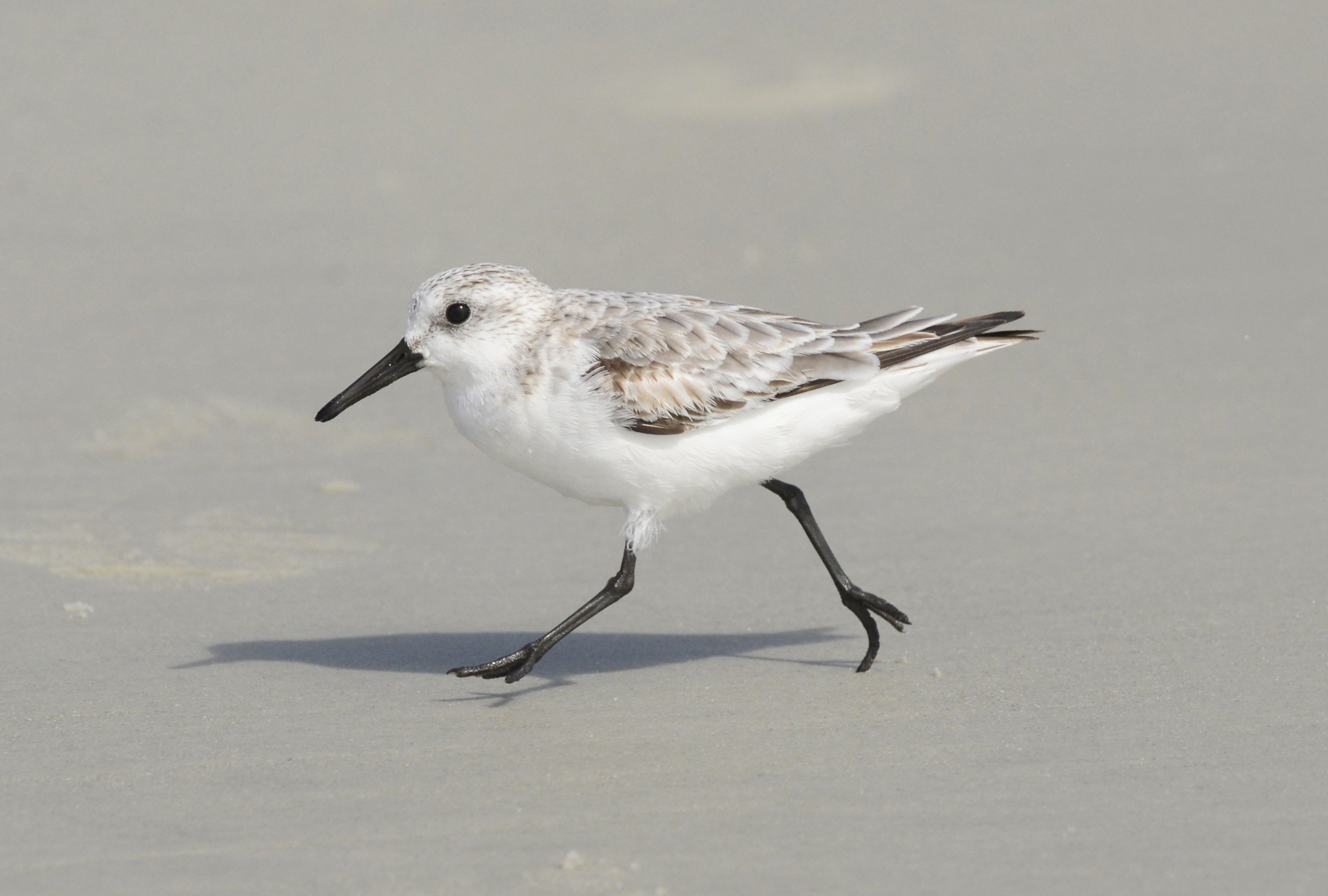 Conserving the Sanderling: Challenges and Opportunities in Masai Mara National⁤ Park