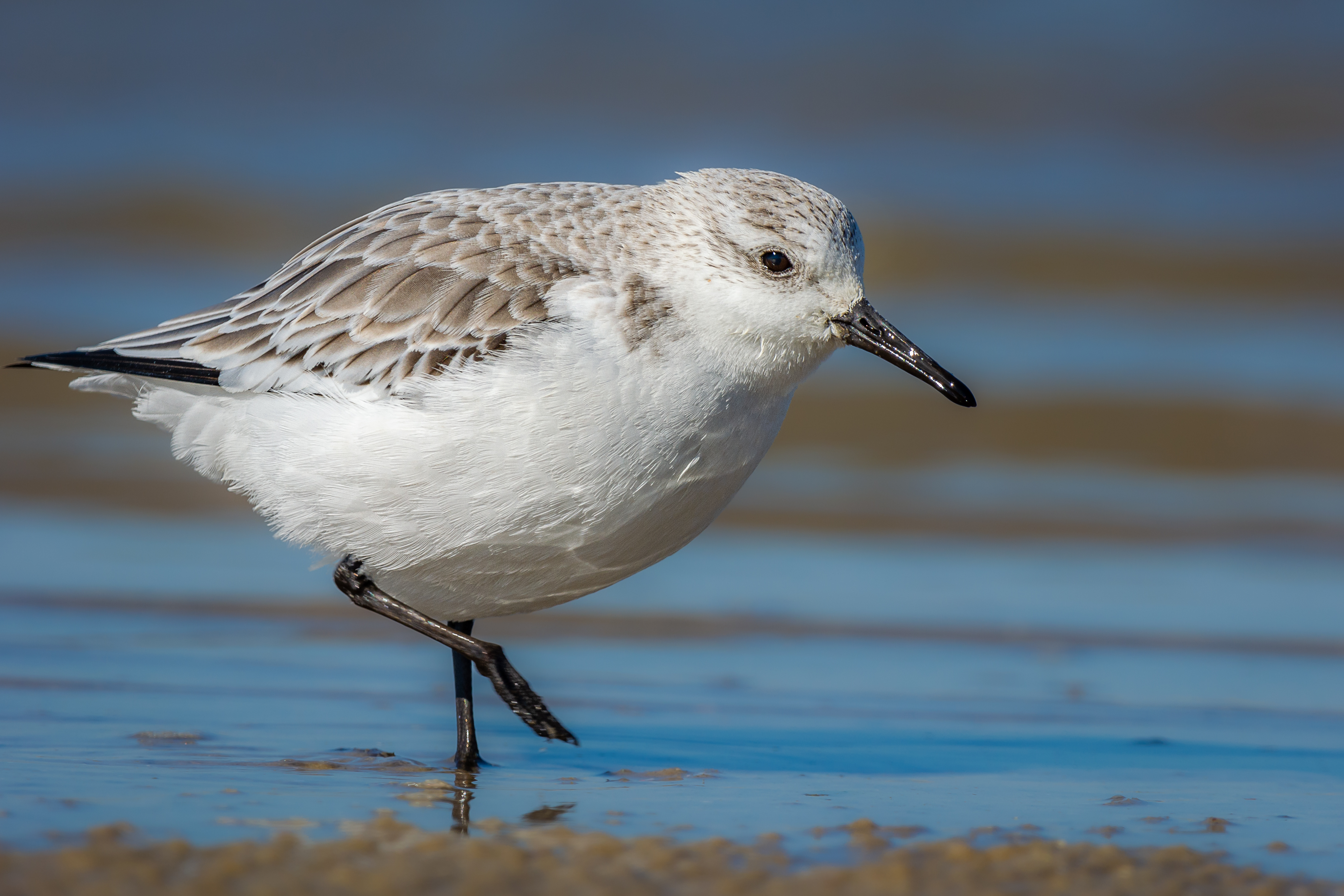 Understanding the Habitat and ⁢Behavior‌ of‌ the Sanderling in Masai Mara