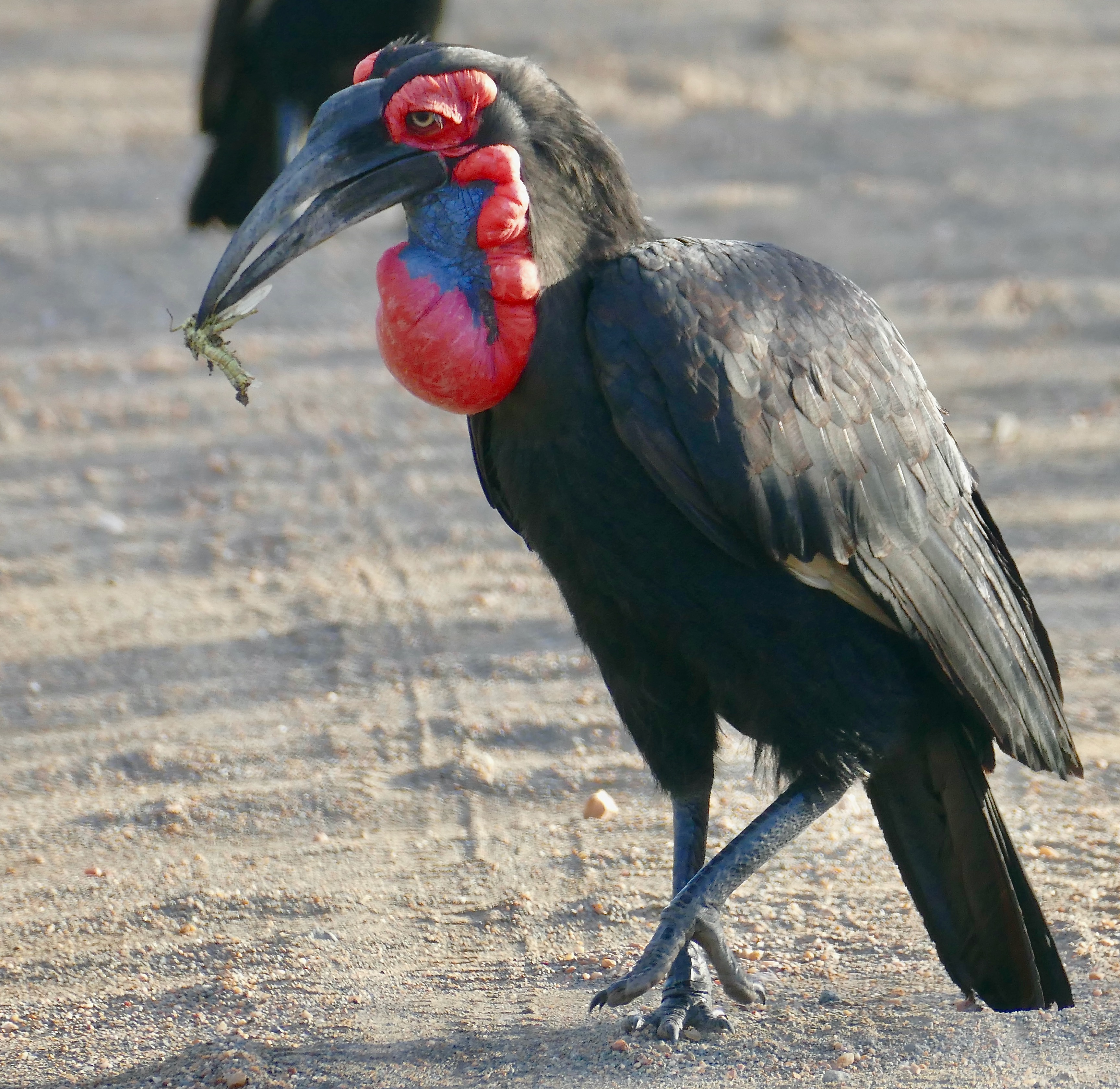 4. Experience the Encounter: The Best ‍Ways to Observe and Appreciate the Southern Ground ‌Hornbill in Masai Mara