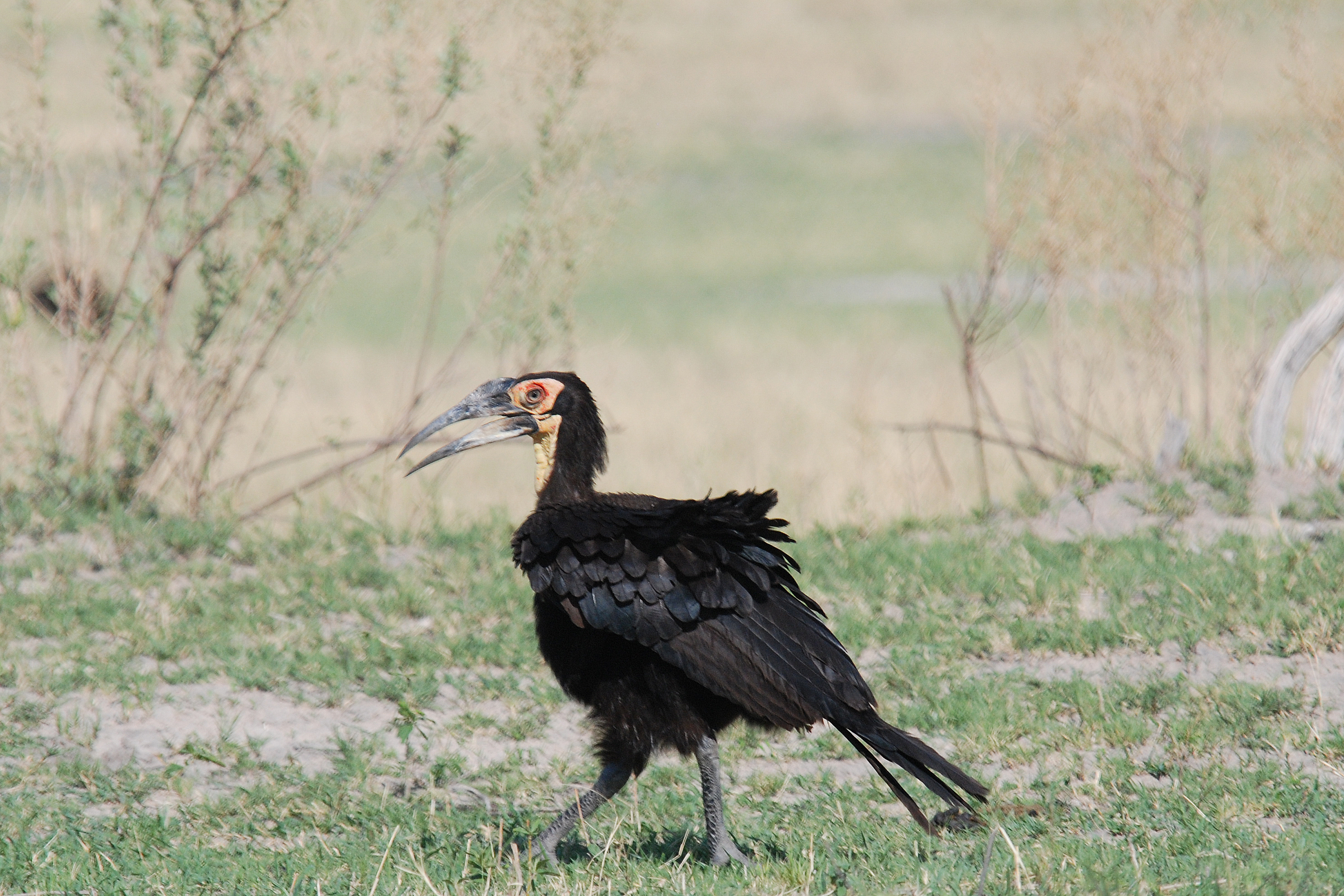 3. Conservation Challenges and Efforts to Protect the ​Southern Ground Hornbill‍ in Masai Mara