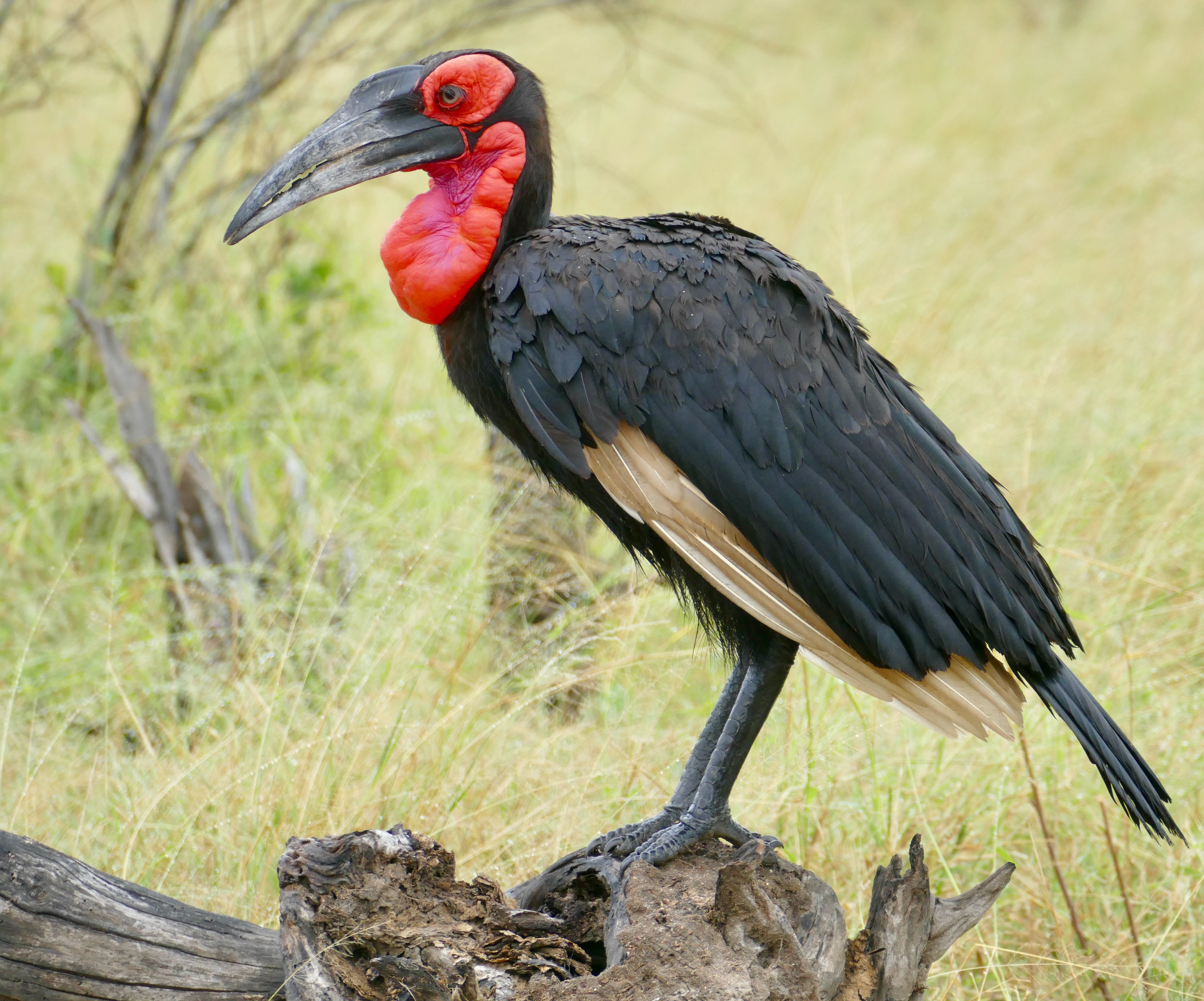 1.‌ The Majestic Southern ⁤Ground Hornbill: A Fascinating Grounddweller in‌ Masai Mara National Park