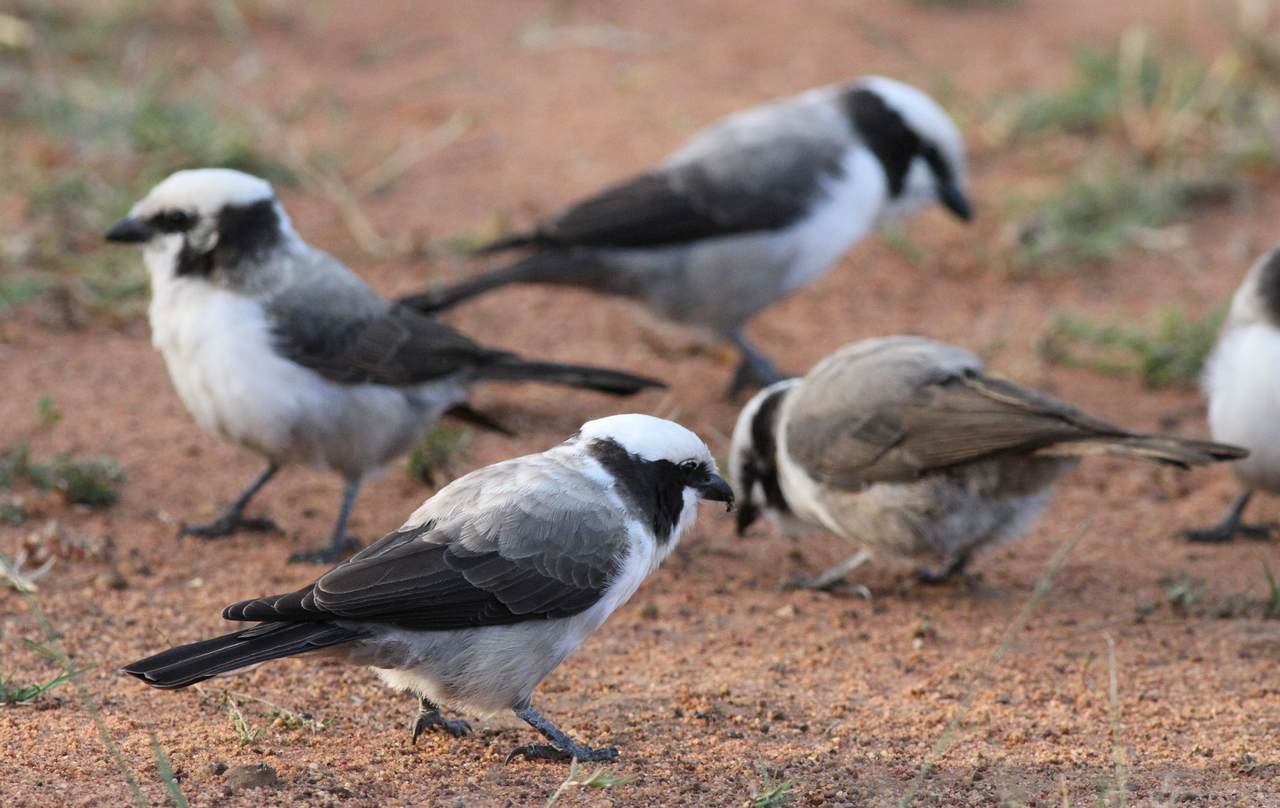 Promoting‍ Sustainable Tourism: Responsible Birdwatching and White-crowned ​Shrike Conservation