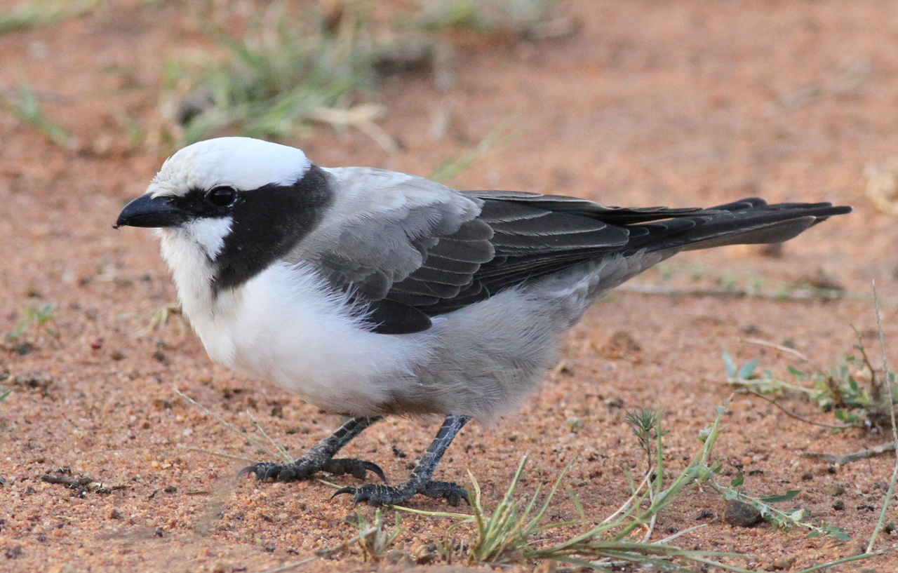 Habitat ​and Behavior: Understanding the White-crowned Shrike in its⁢ Natural Environment