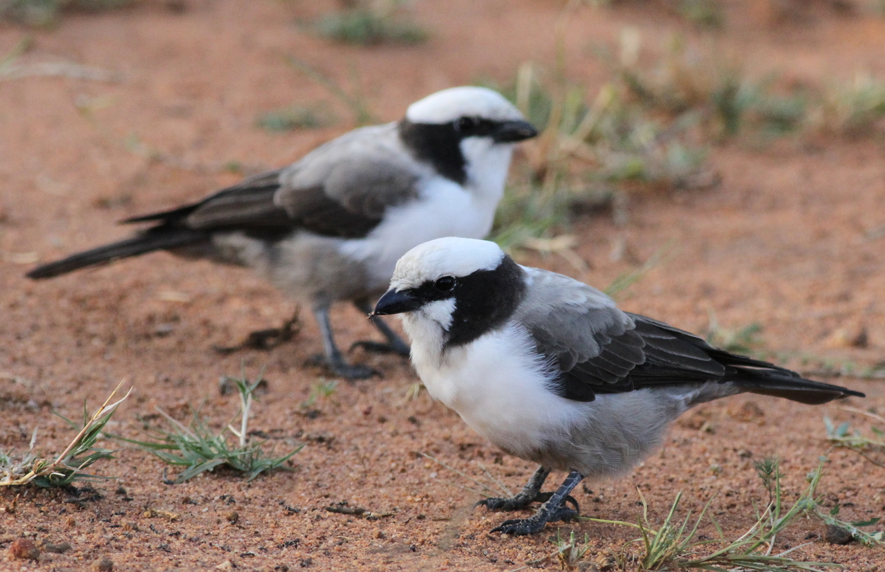 Conservation Efforts: Protecting the White-crowned ⁤Shrike in Masai Mara National Park